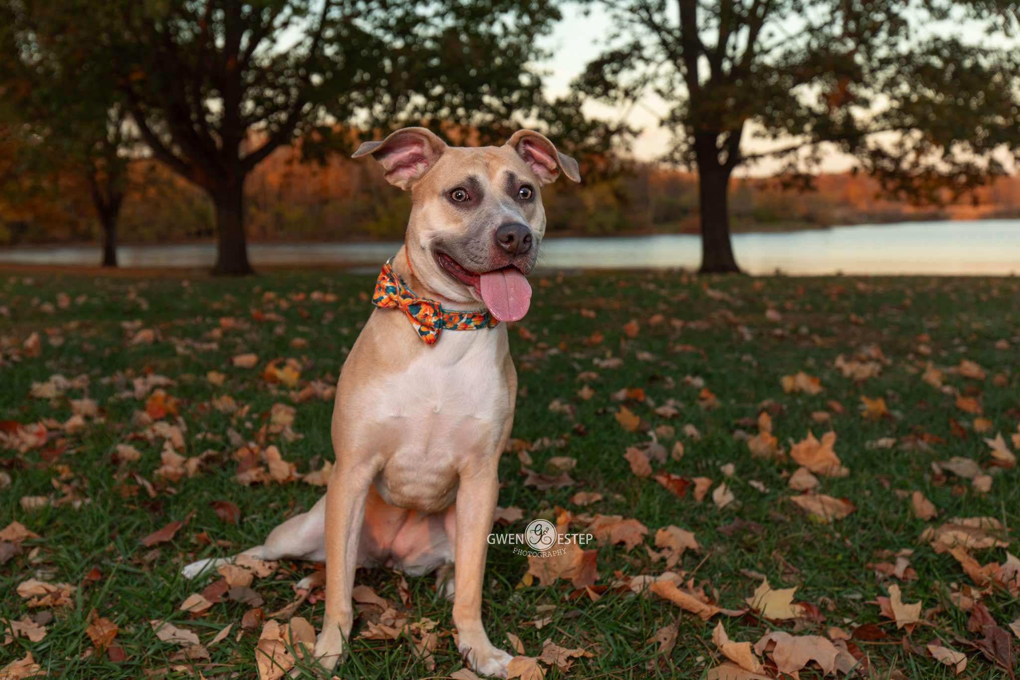 Enlarge Murphey, a Adoptable mixed breed in Dayton, OH image 6/6