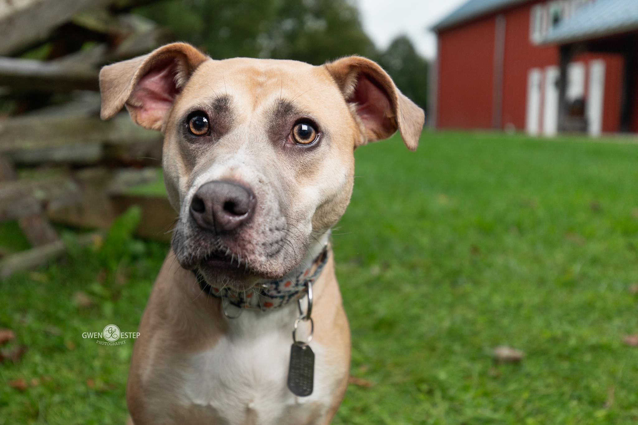 Enlarge Murphey, a Adoptable mixed breed in Dayton, OH image 2/6