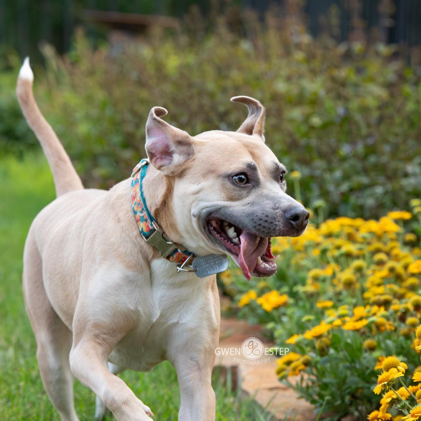 Murphey, Adoptable, Young Female Pit Bull Terrier.