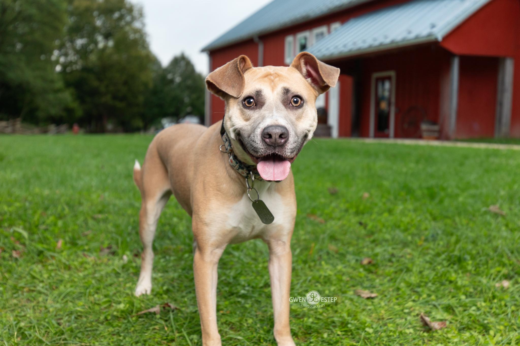 Enlarge Murphey, a Adoptable mixed breed in Dayton, OH image 1/6