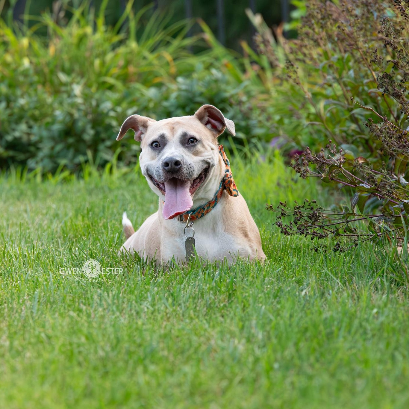 Enlarge Murphey, a Adoptable mixed breed in Dayton, OH image 2/6
