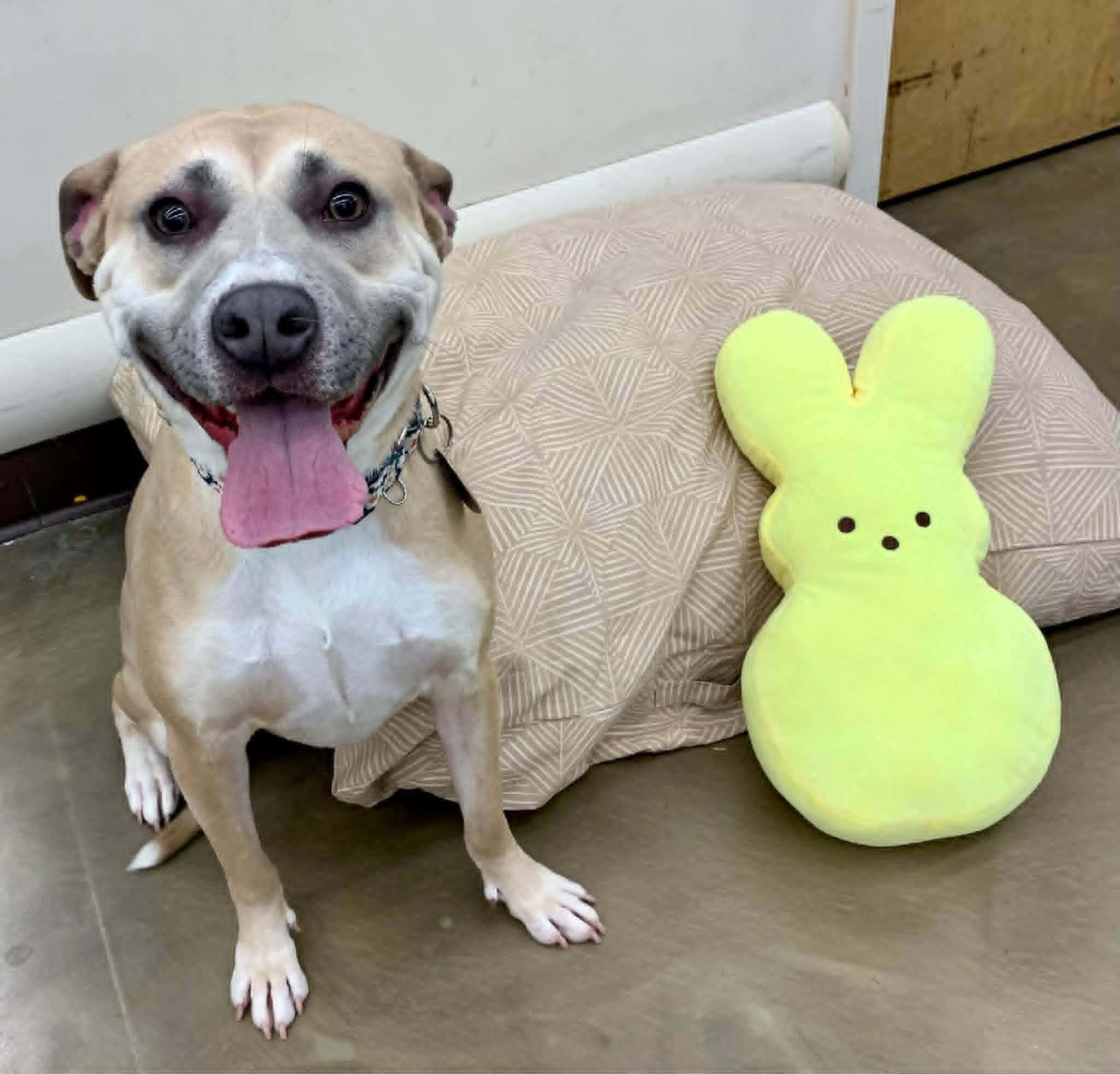 Murphey, Adoptable, Young Female Pit Bull Terrier.