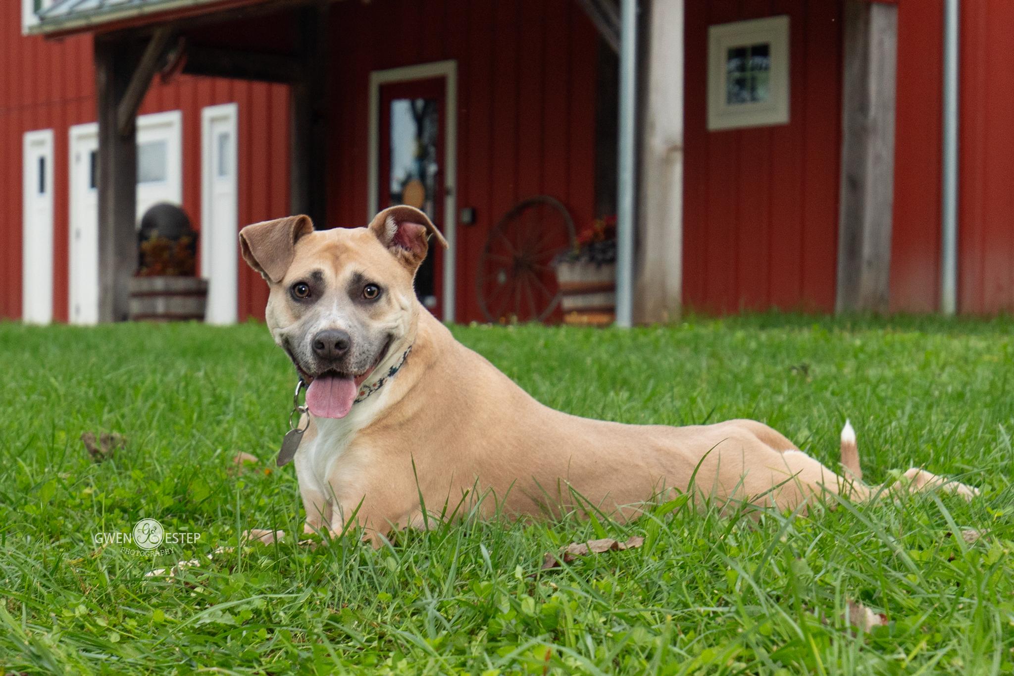 Enlarge Murphey, a Adoptable mixed breed in Dayton, OH image 3/6