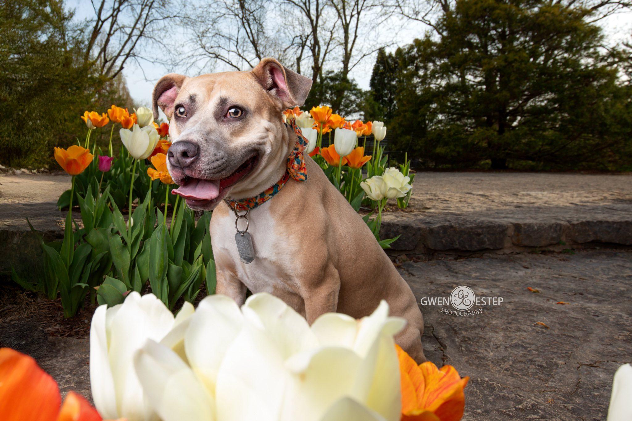 Enlarge Murphey, a Adoptable mixed breed in Dayton, OH image 5/6