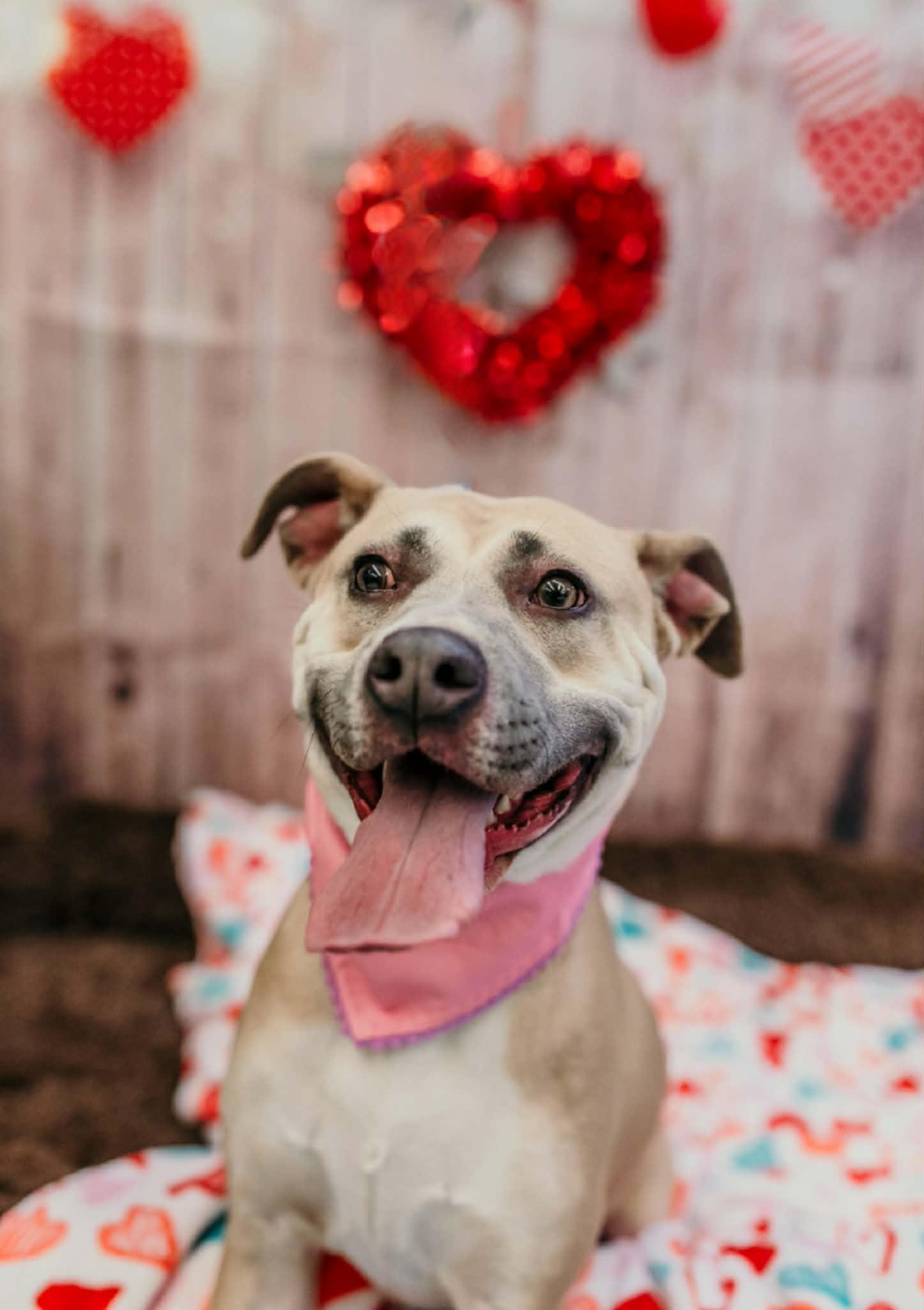 Enlarge Murphey, a Adoptable mixed breed in Dayton, OH image 2/6