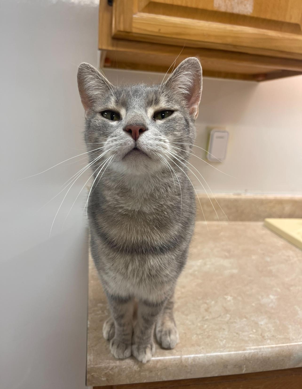 Enlarge Teddy, a Adoptable Domestic Short Hair in Indiana, PA image 1/4
