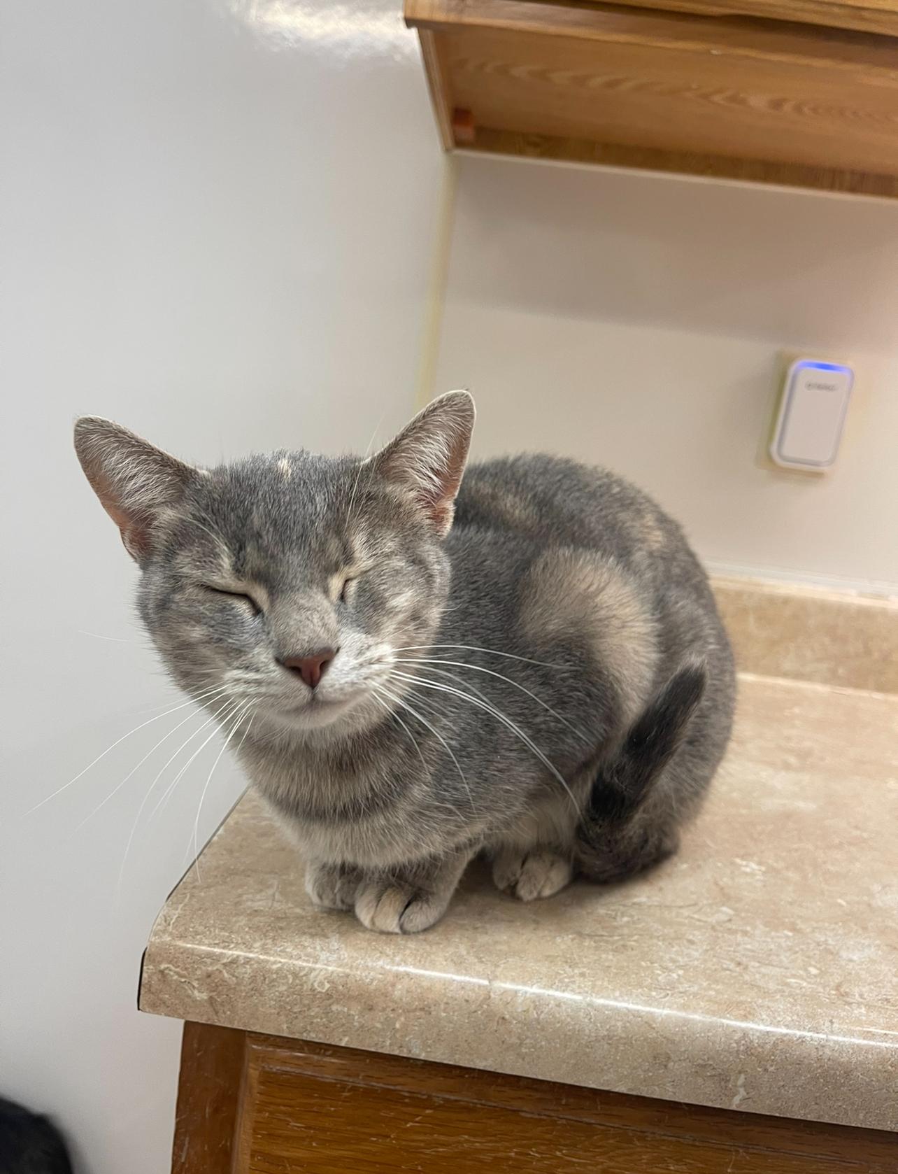 Enlarge Teddy, a Adoptable Domestic Short Hair in Indiana, PA image 3/4