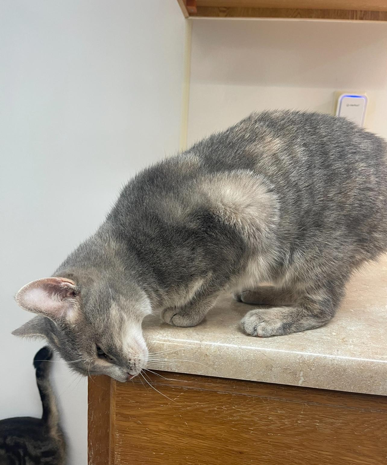 Enlarge Teddy, a Adoptable Domestic Short Hair in Indiana, PA image 4/4