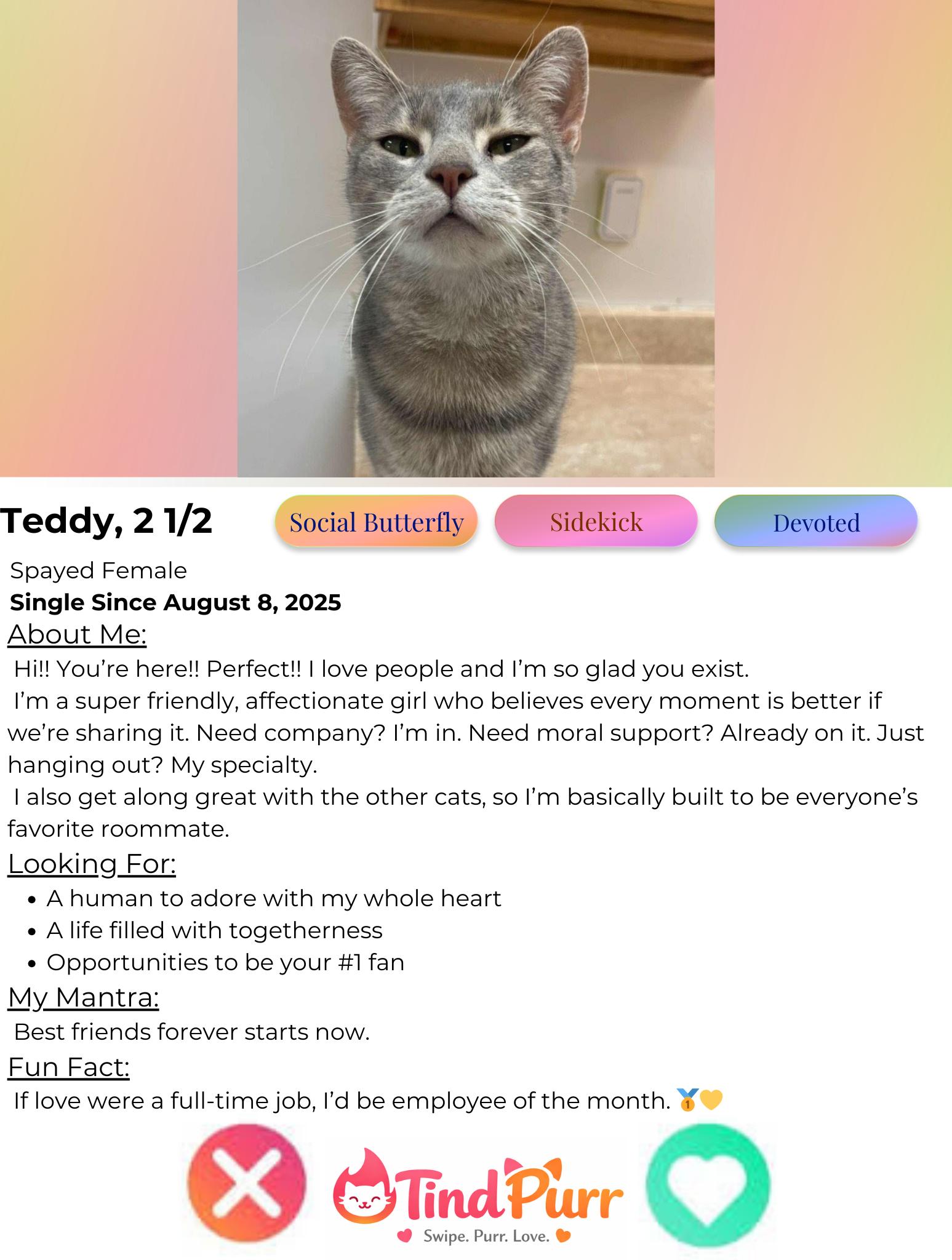 Enlarge Teddy, a Adoptable Domestic Short Hair in Indiana, PA image 2/4