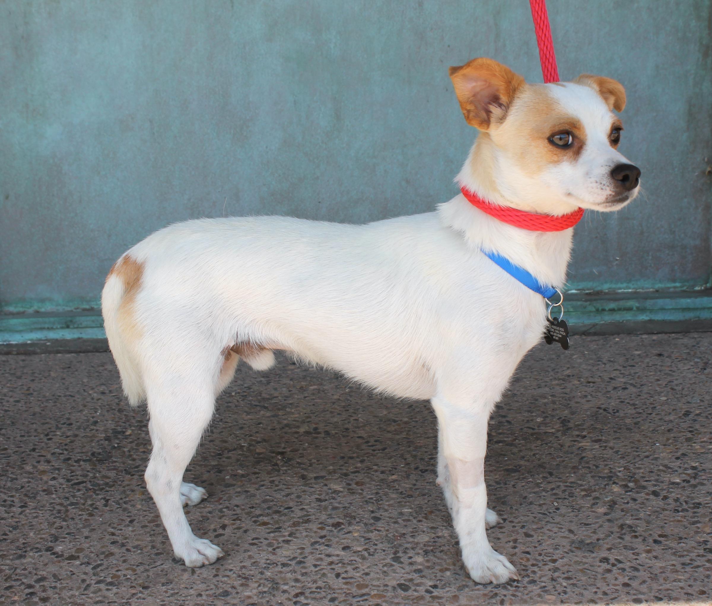 Enlarge Jack, a Adoptable mixed breed in Albuquerque, NM image 4/6