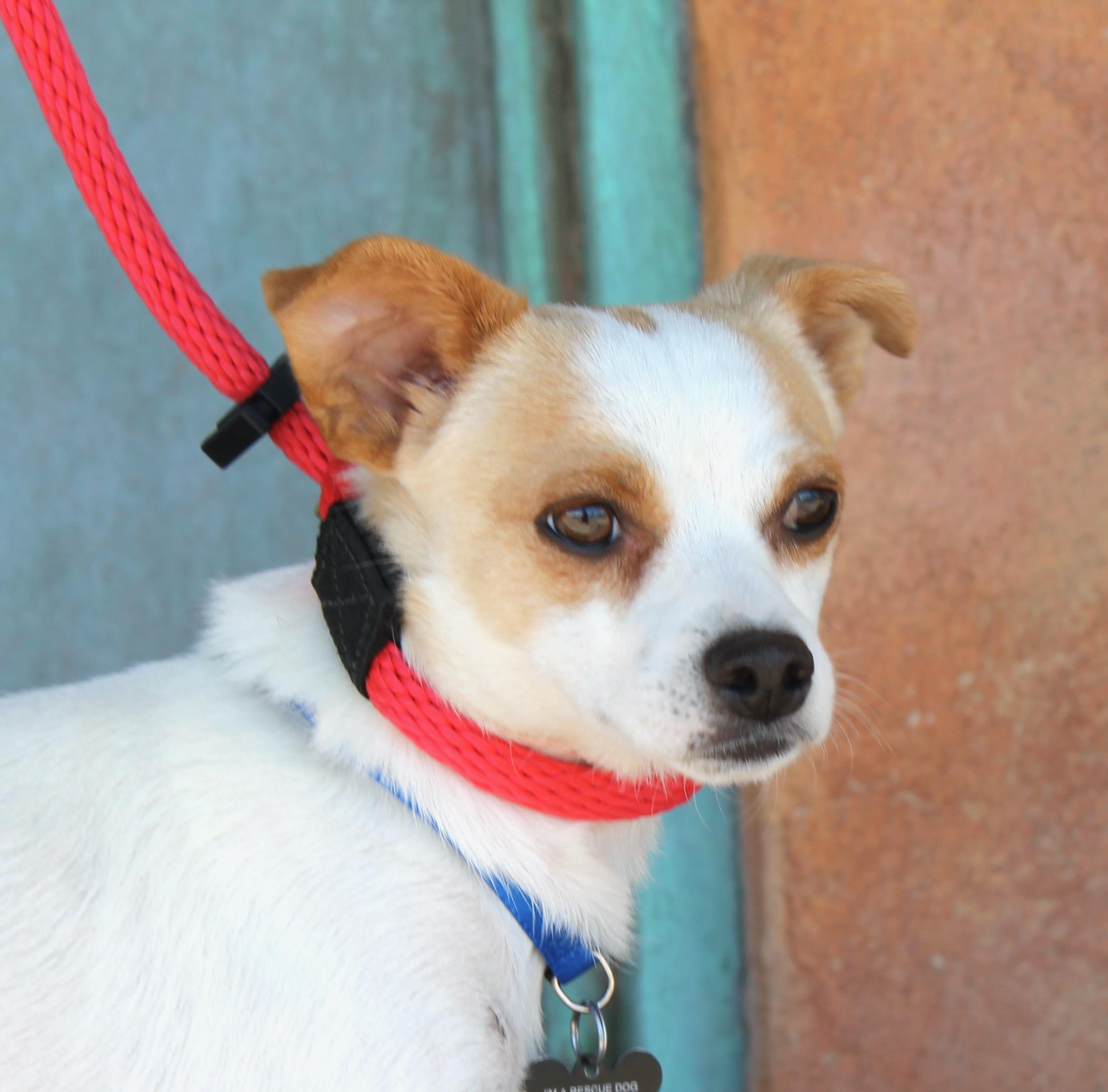 Enlarge Jack, a Adoptable mixed breed in Albuquerque, NM image 6/6