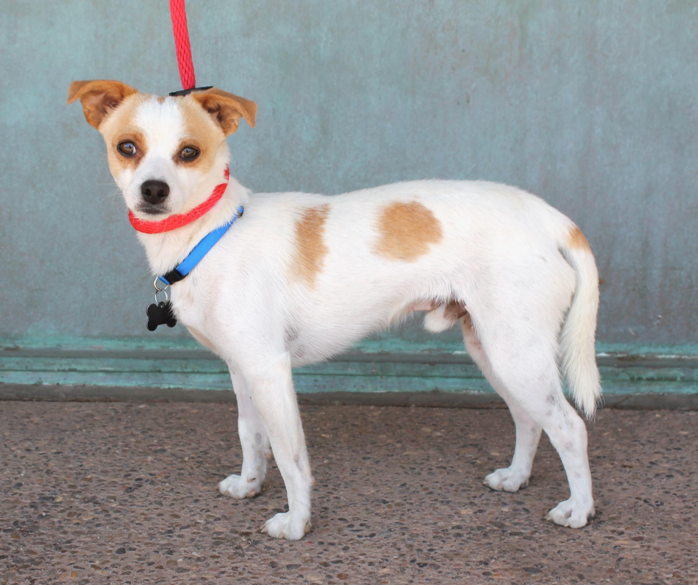 Enlarge Jack, a Adoptable mixed breed in Albuquerque, NM image 3/6