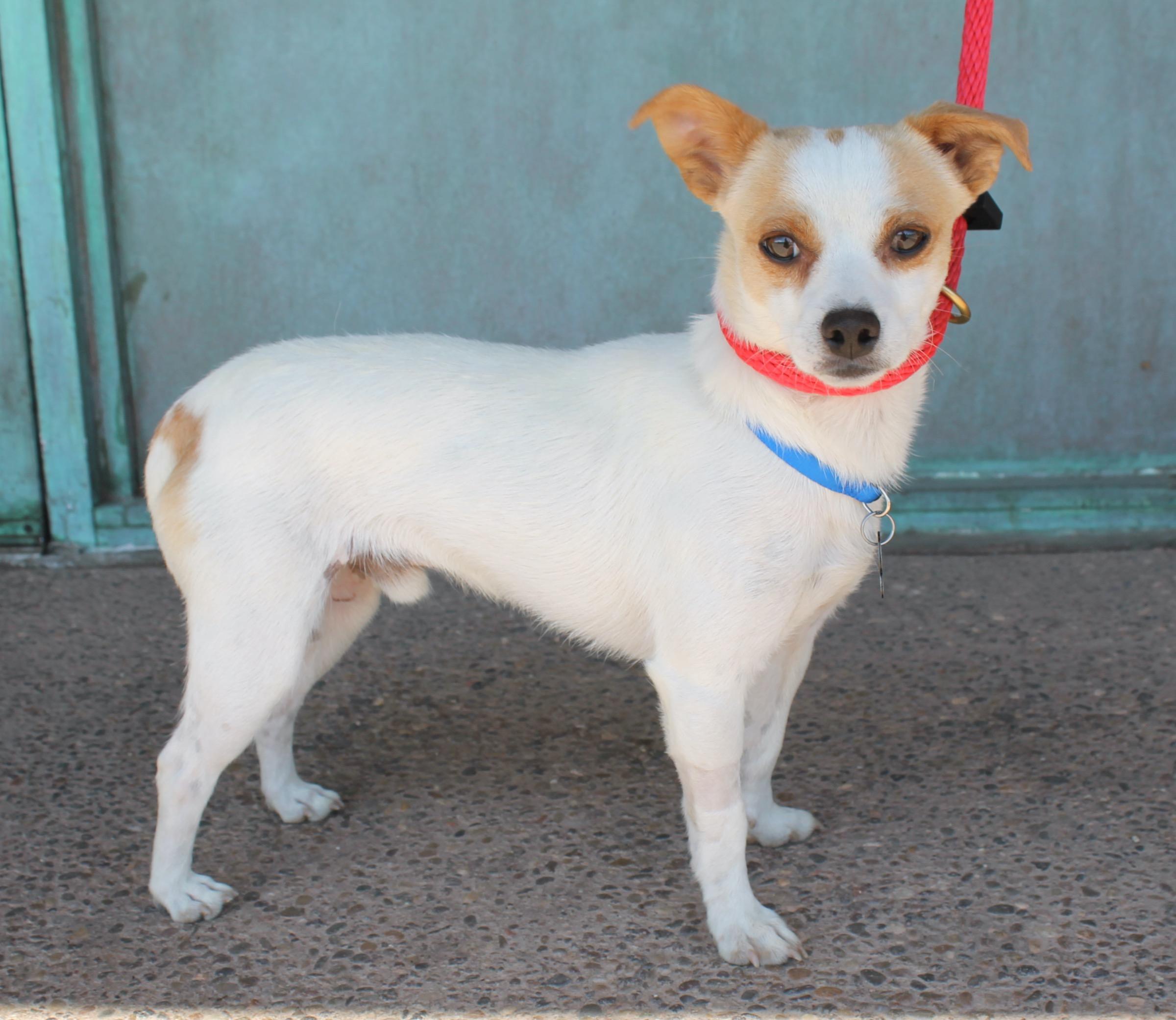 Enlarge Jack, a Adoptable mixed breed in Albuquerque, NM image 5/6