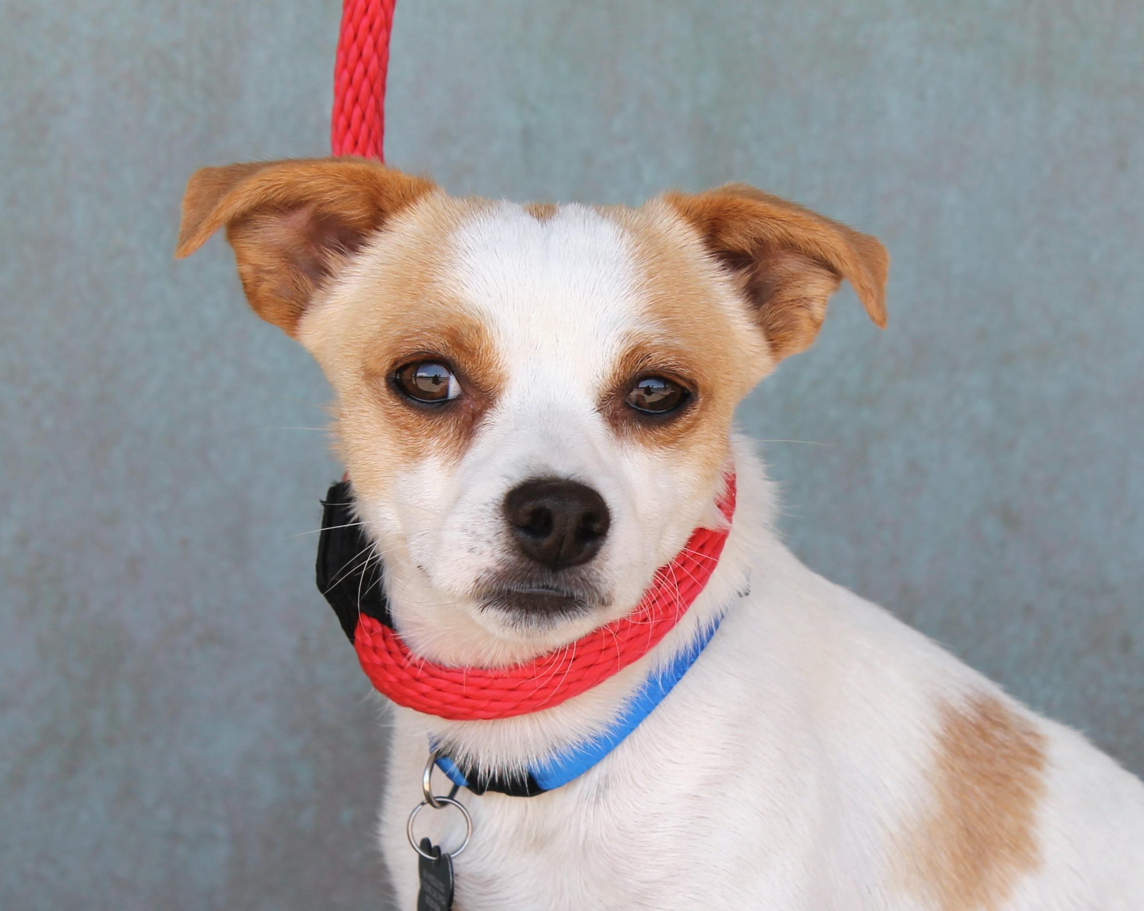 Enlarge Jack, a Adoptable mixed breed in Albuquerque, NM image 1/6