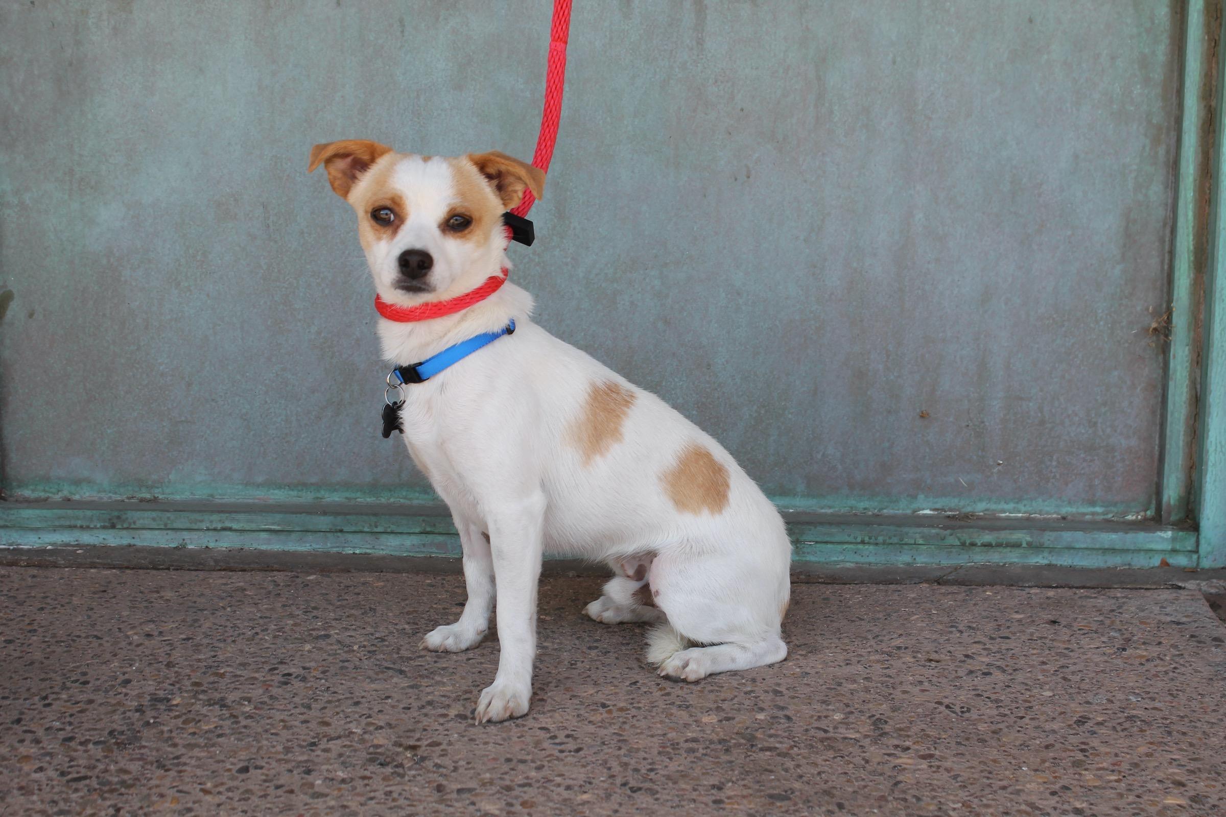 Enlarge Jack, a Adoptable mixed breed in Albuquerque, NM image 2/6