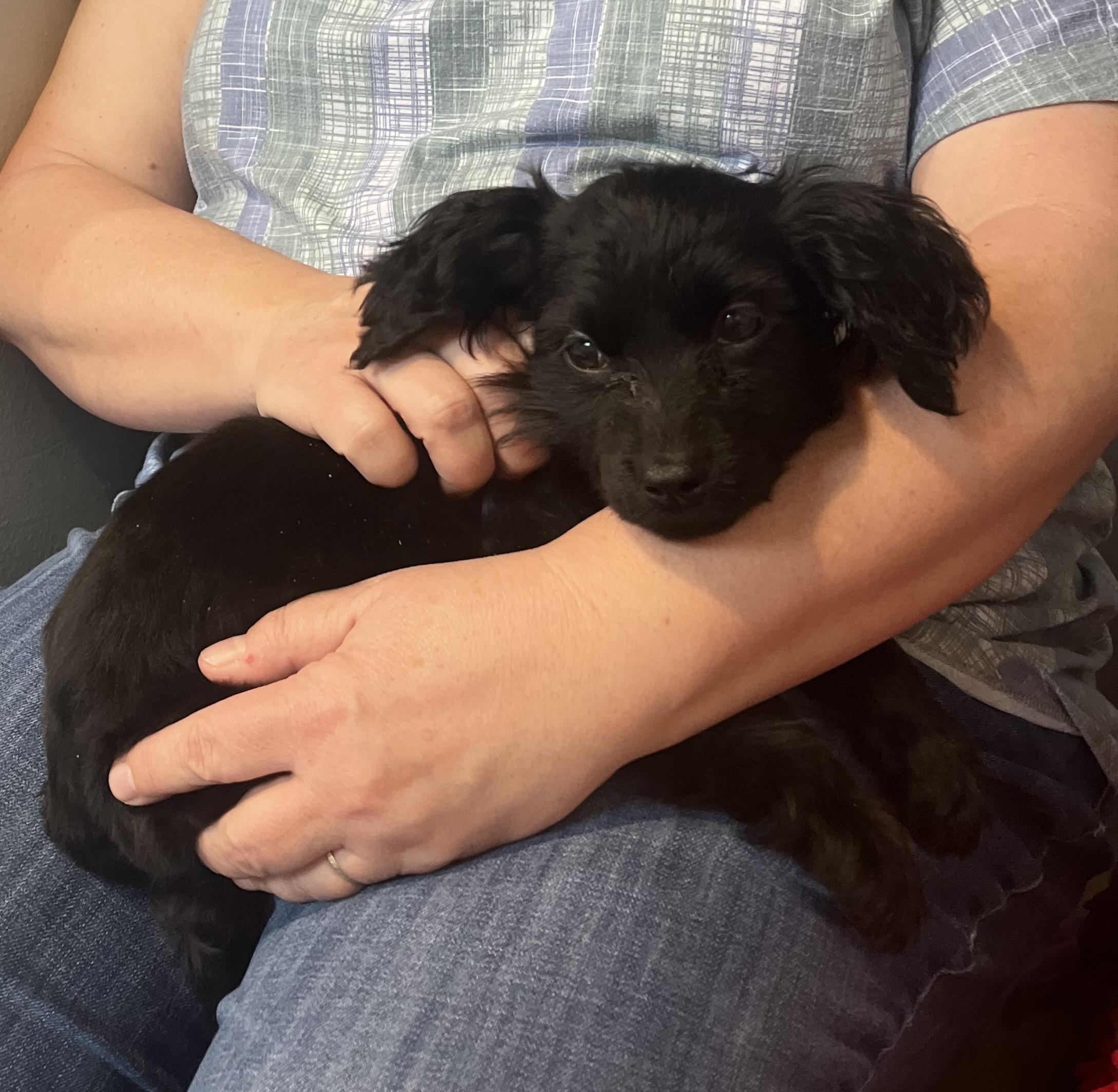 Dixie Mae, Adopted, Young Female Cocker Spaniel.