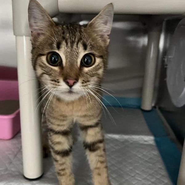 Enlarge Tigger, a Adoptable Domestic Short Hair in Richmond Hill, GA image 1/1