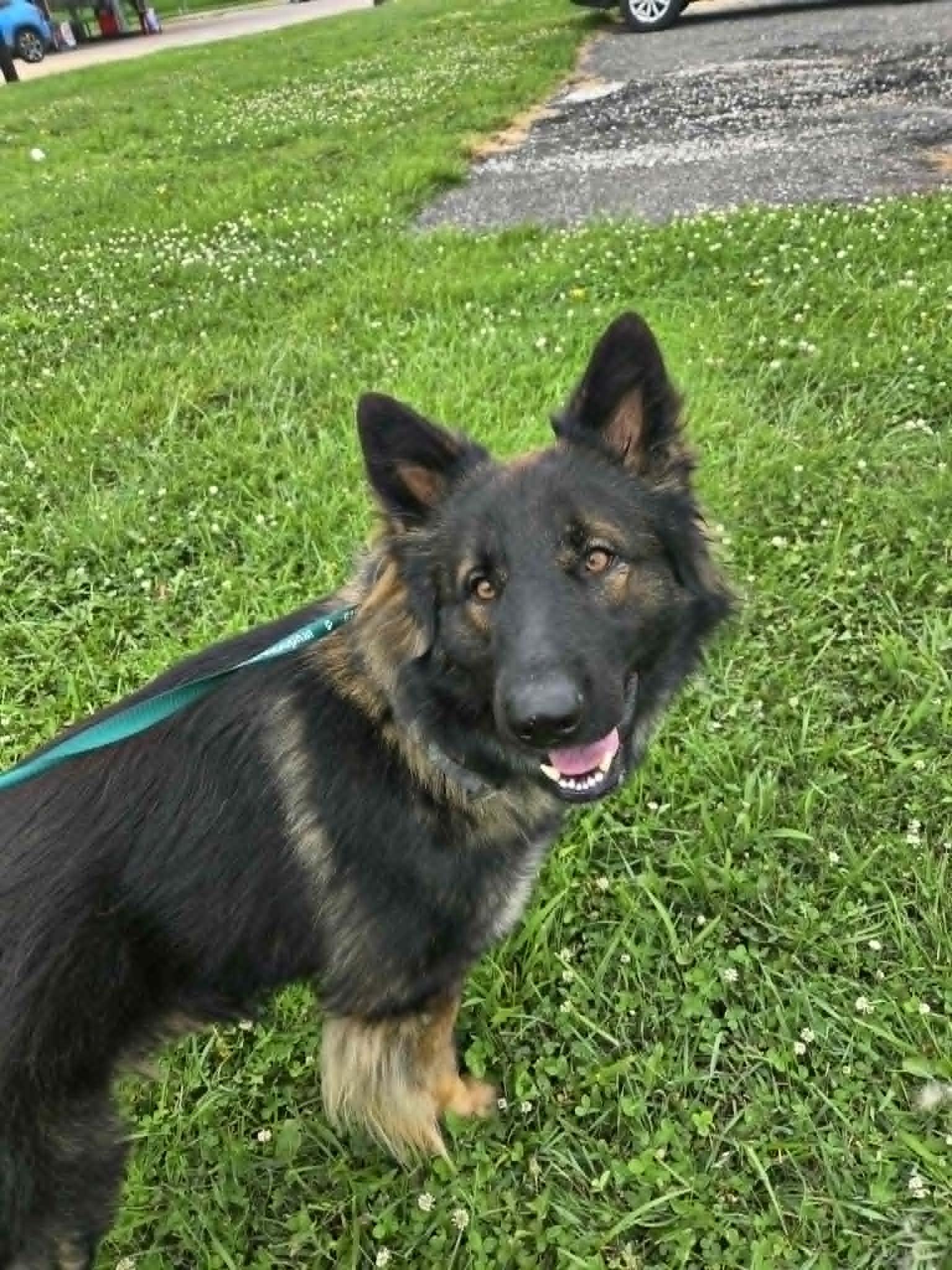 Captain, an adopted German Shepherd Dog in Chesterfield, MO image 2/2