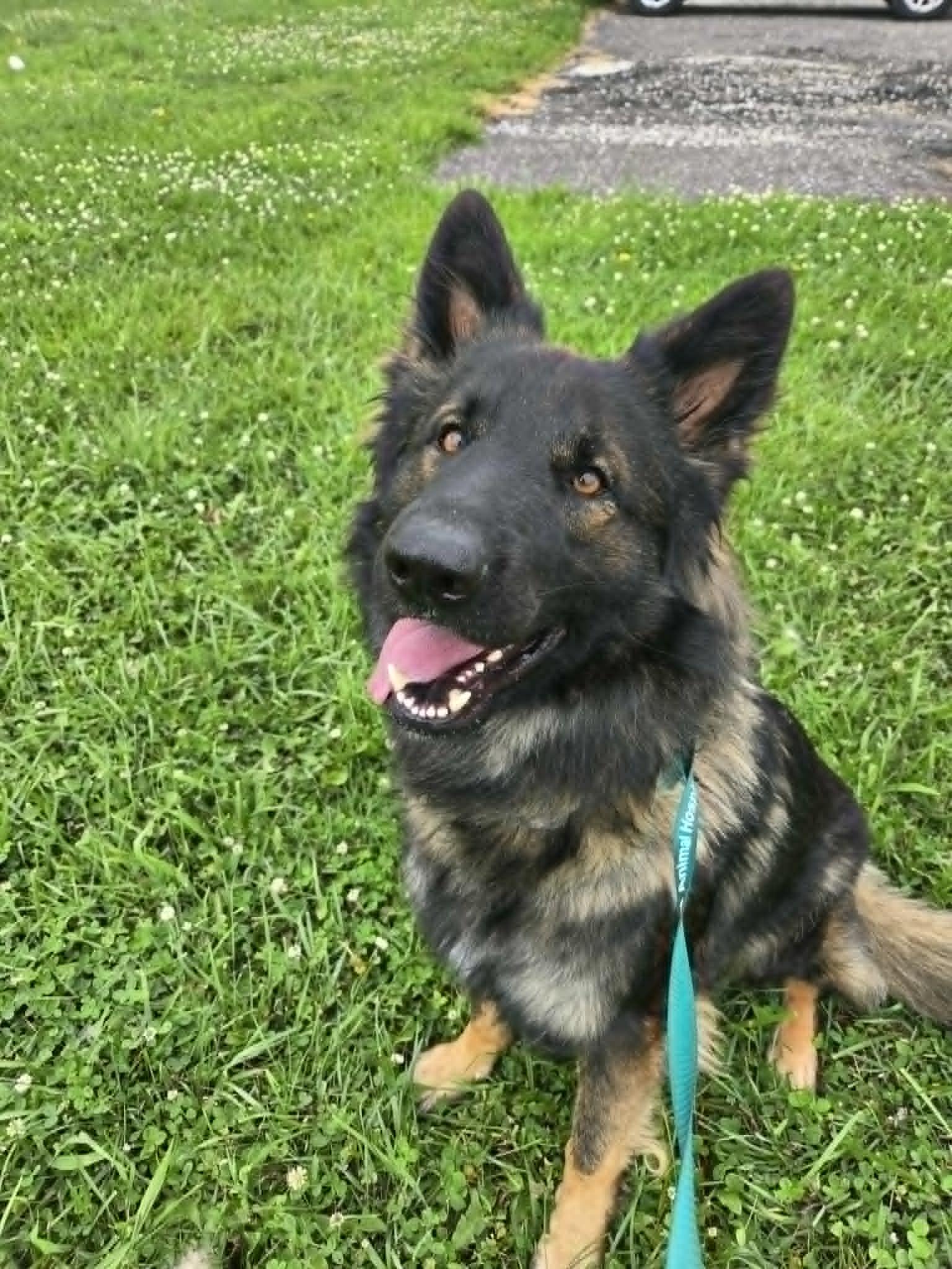 Captain, adopted, Adult Male German Shepherd Dog.