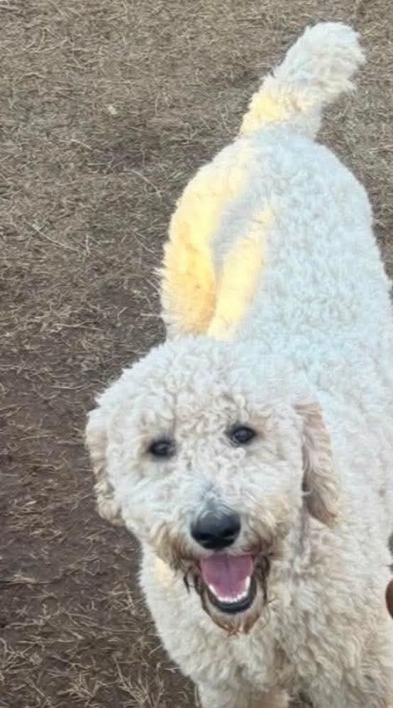 River, Adoptable, Young Male Standard Poodle.