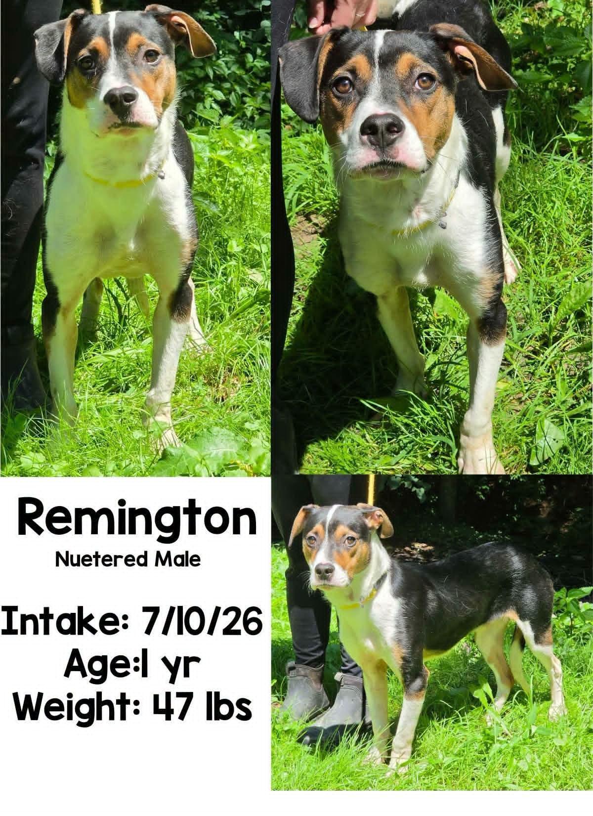 Enlarge Reminington, a Adoptable mixed breed in Staffordsville, KY image 1/1