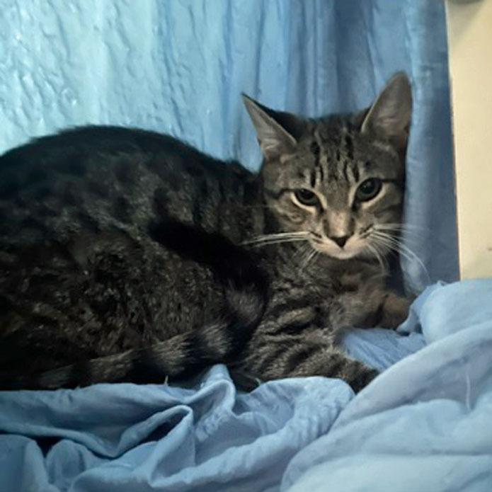 Enlarge Wildwood26, a Adoptable mixed breed in Youngsville, NC image 1/2