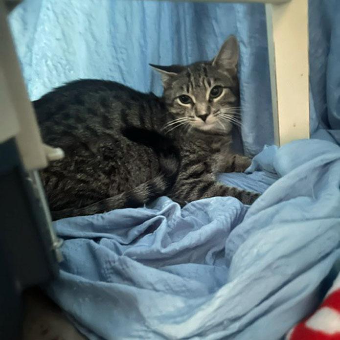 Enlarge Wildwood26, a Adoptable mixed breed in Youngsville, NC image 2/2