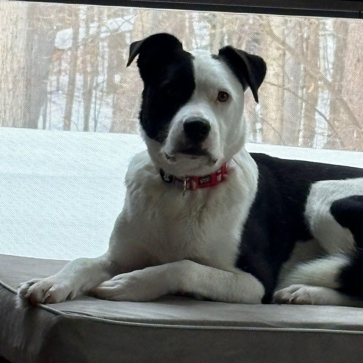 Ms. Gorgeous Gloria, Adoptable, Young Female Border Collie & Labrador Retriever.