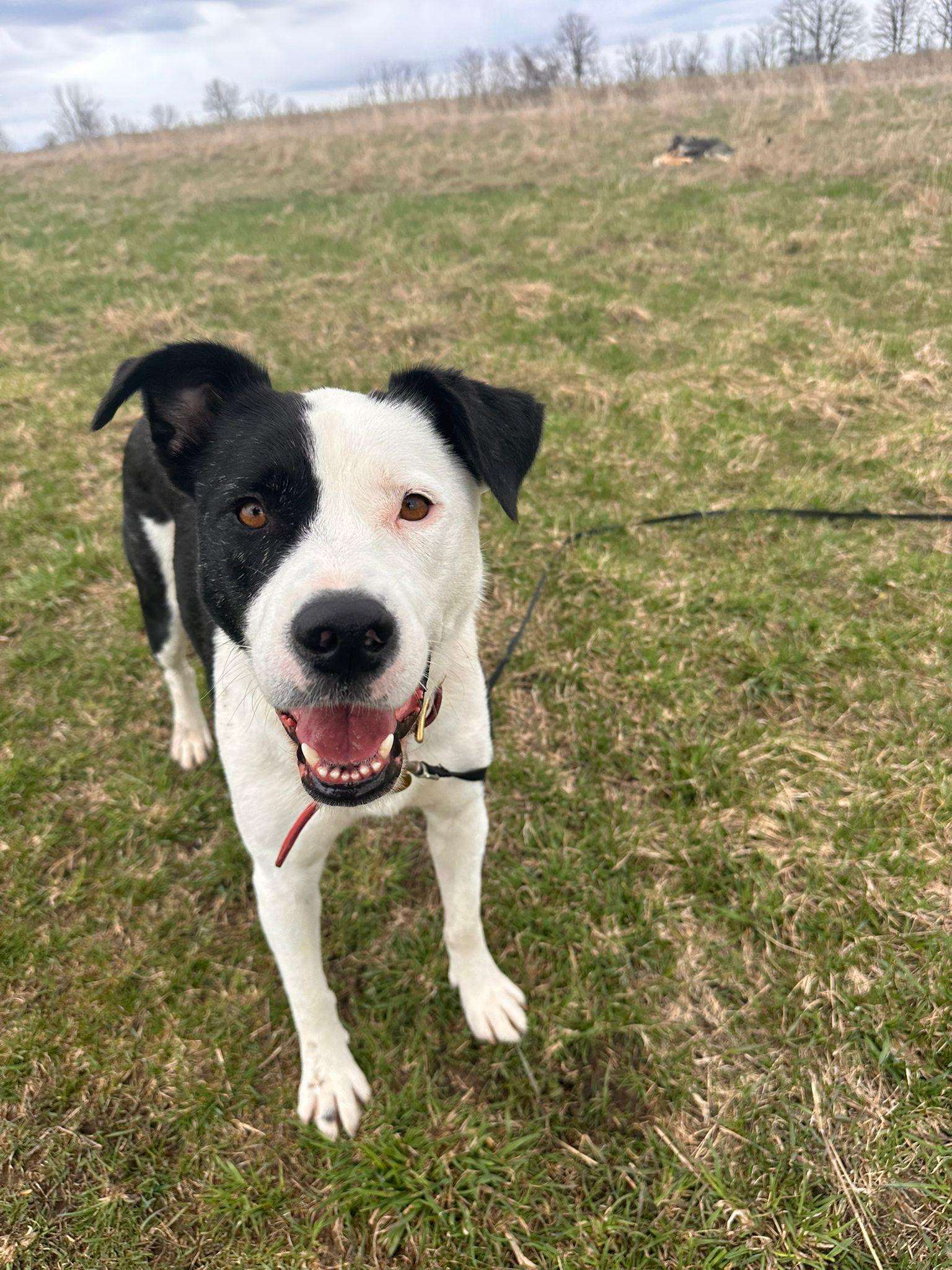 Enlarge Ms. Gorgeous Gloria, a Adoptable mixed breed in Vaudreuil-Dorion, QC image 4/6
