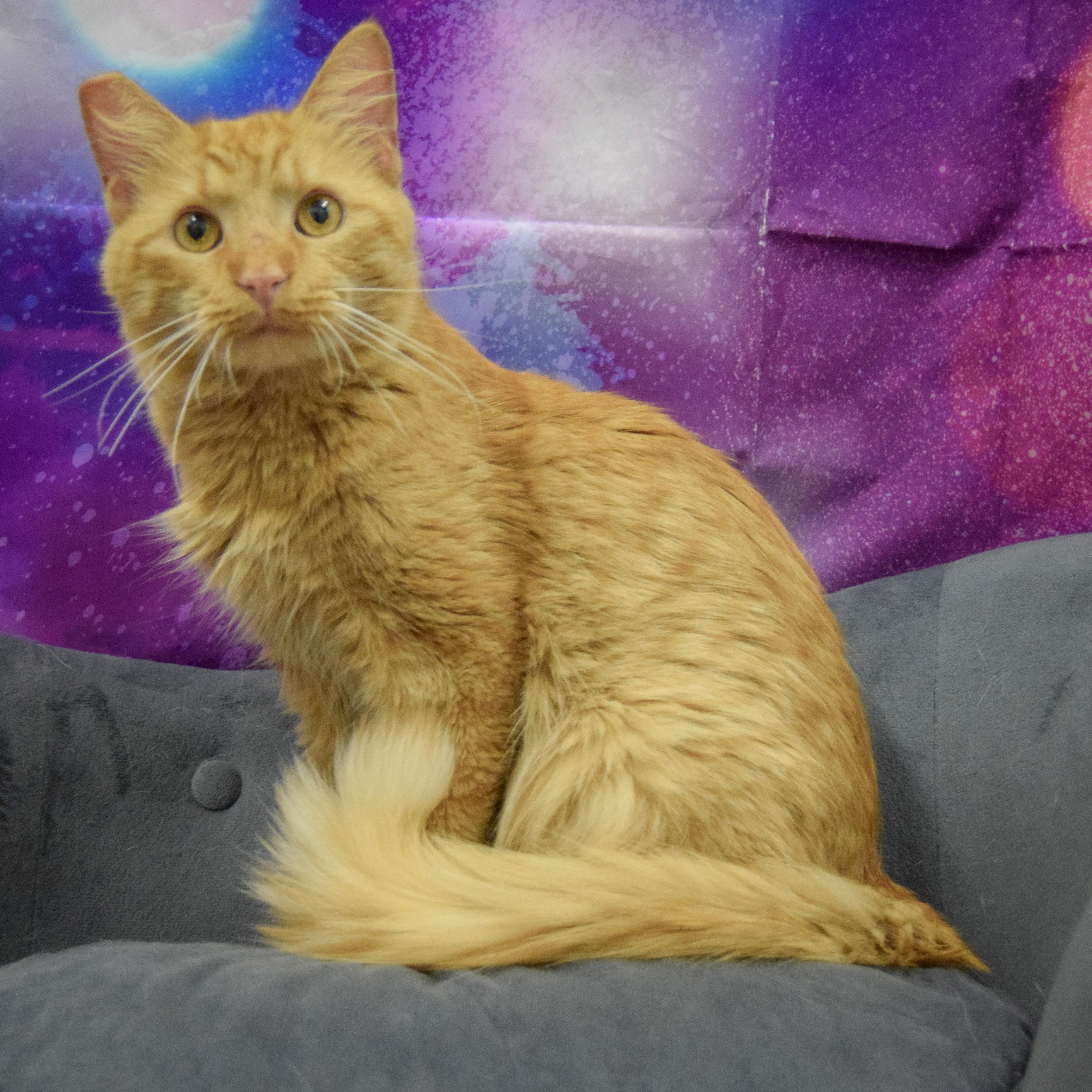 Garfield