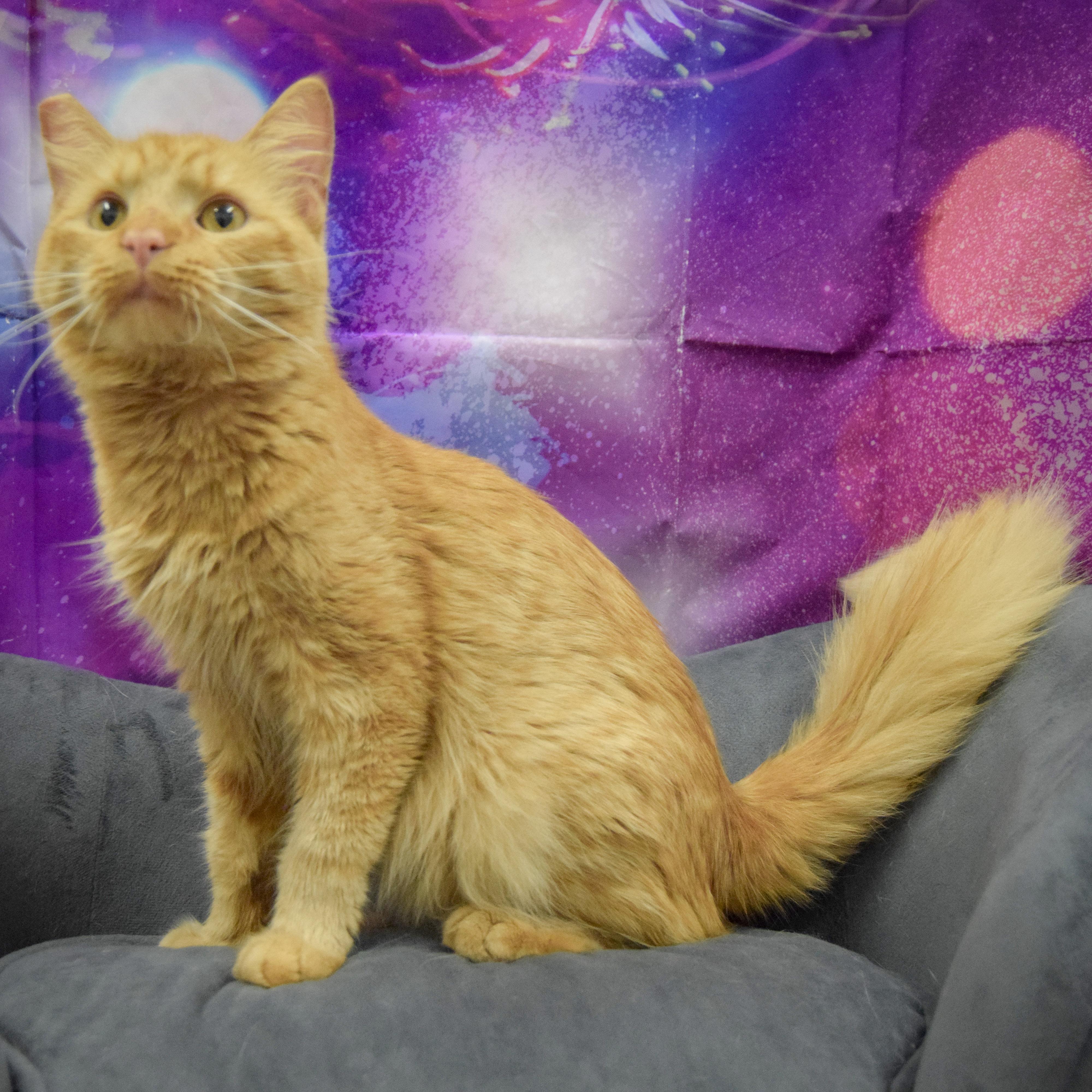 Garfield
