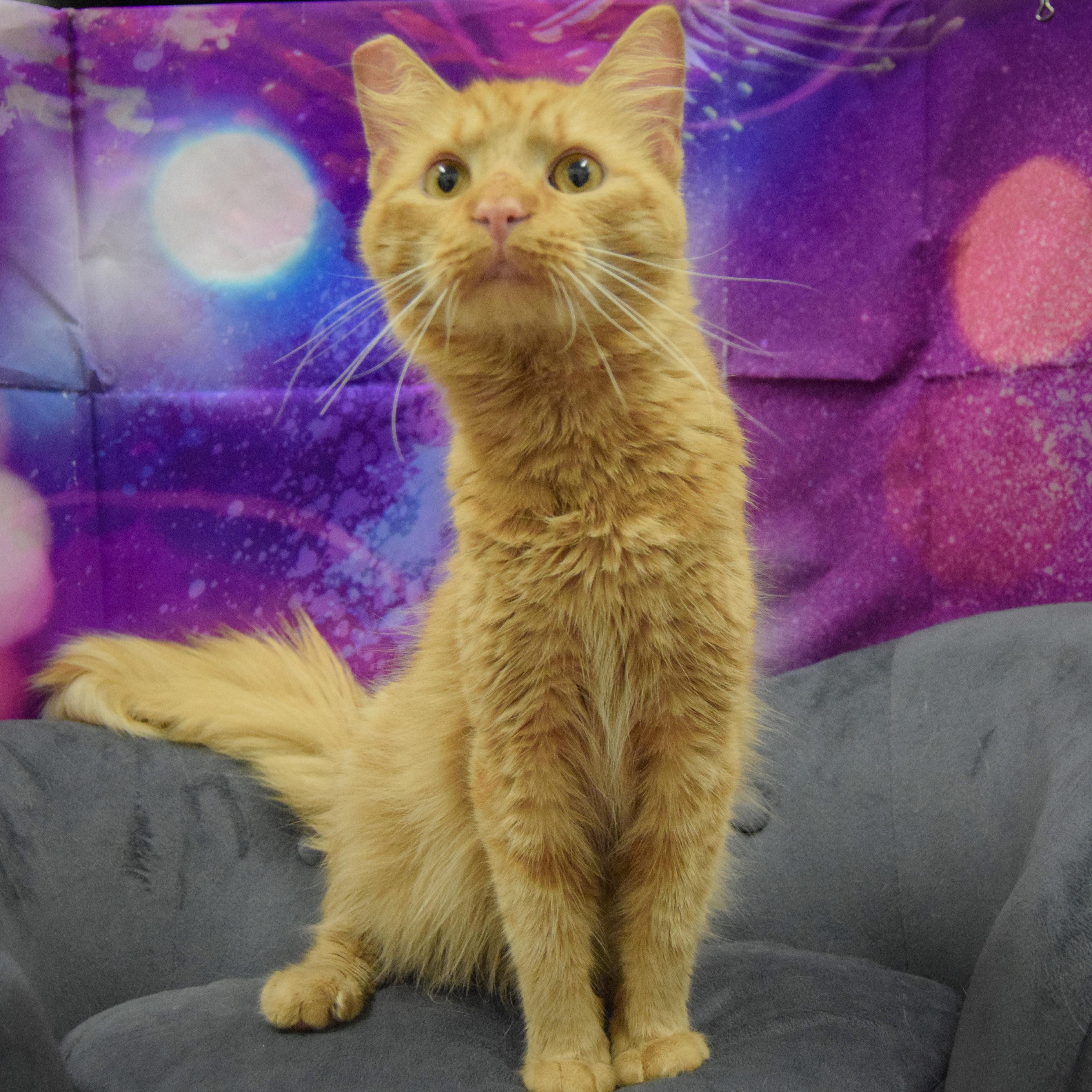 Garfield