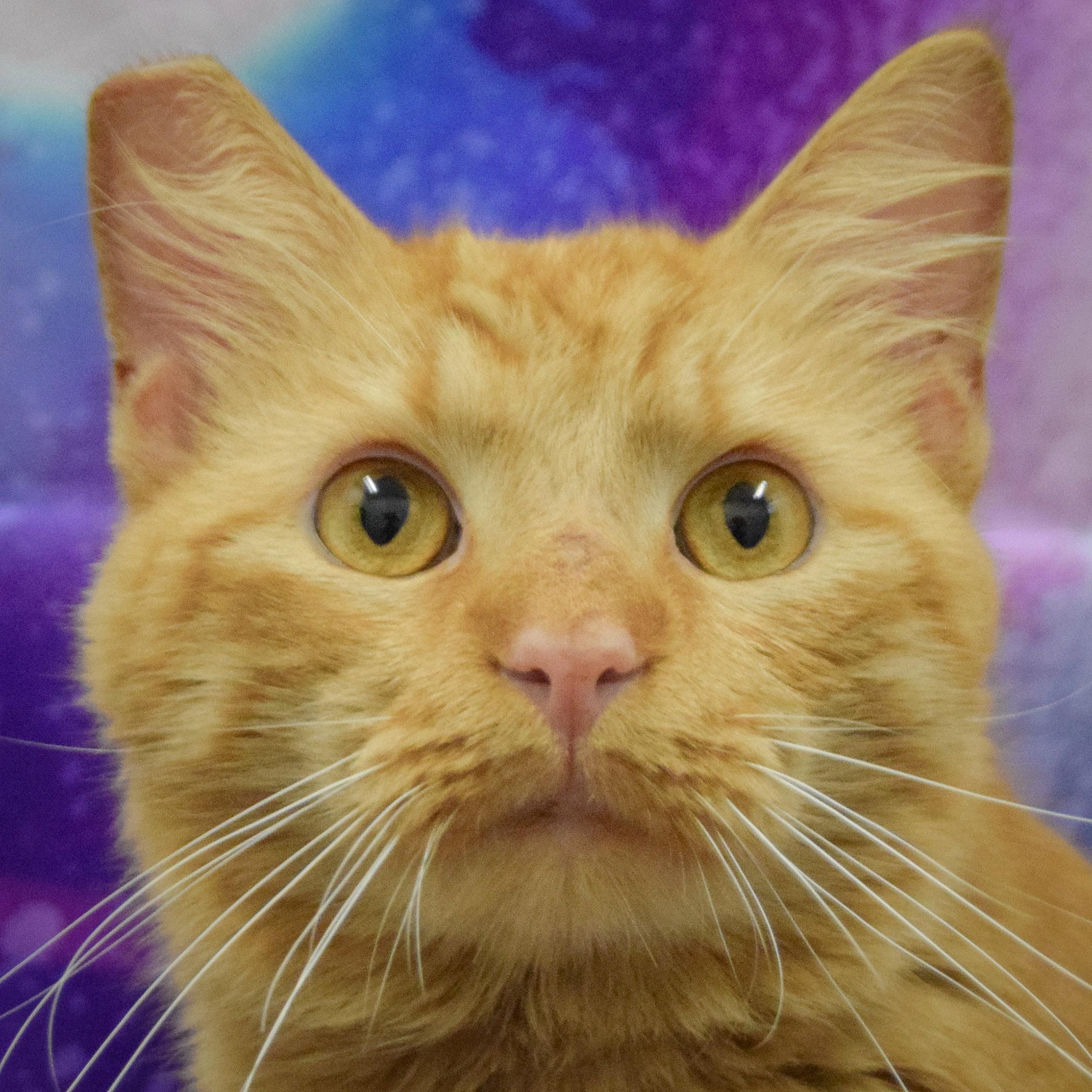 Garfield