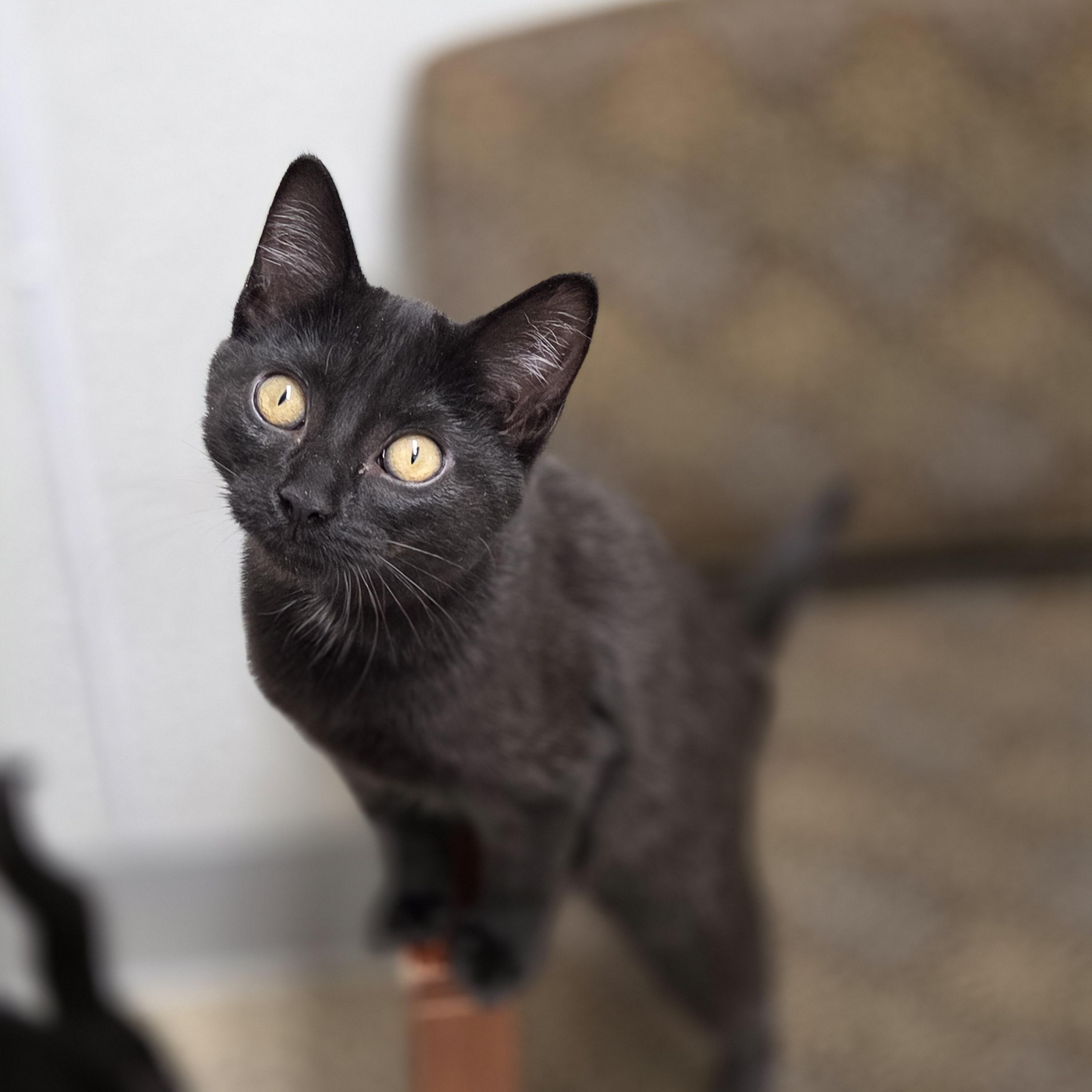 Dawdle, a Adoptable mixed breed in Park Rapids, MN image 1/3