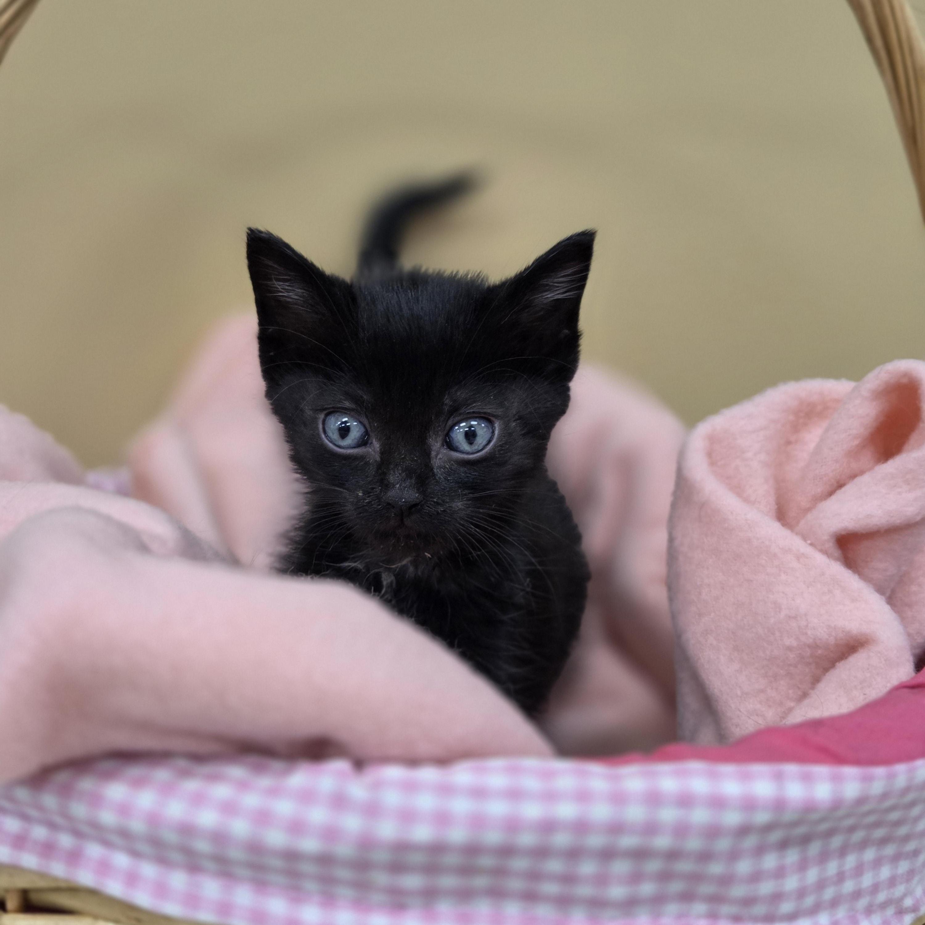 Dawdle, a Adoptable mixed breed in Park Rapids, MN image 3/3