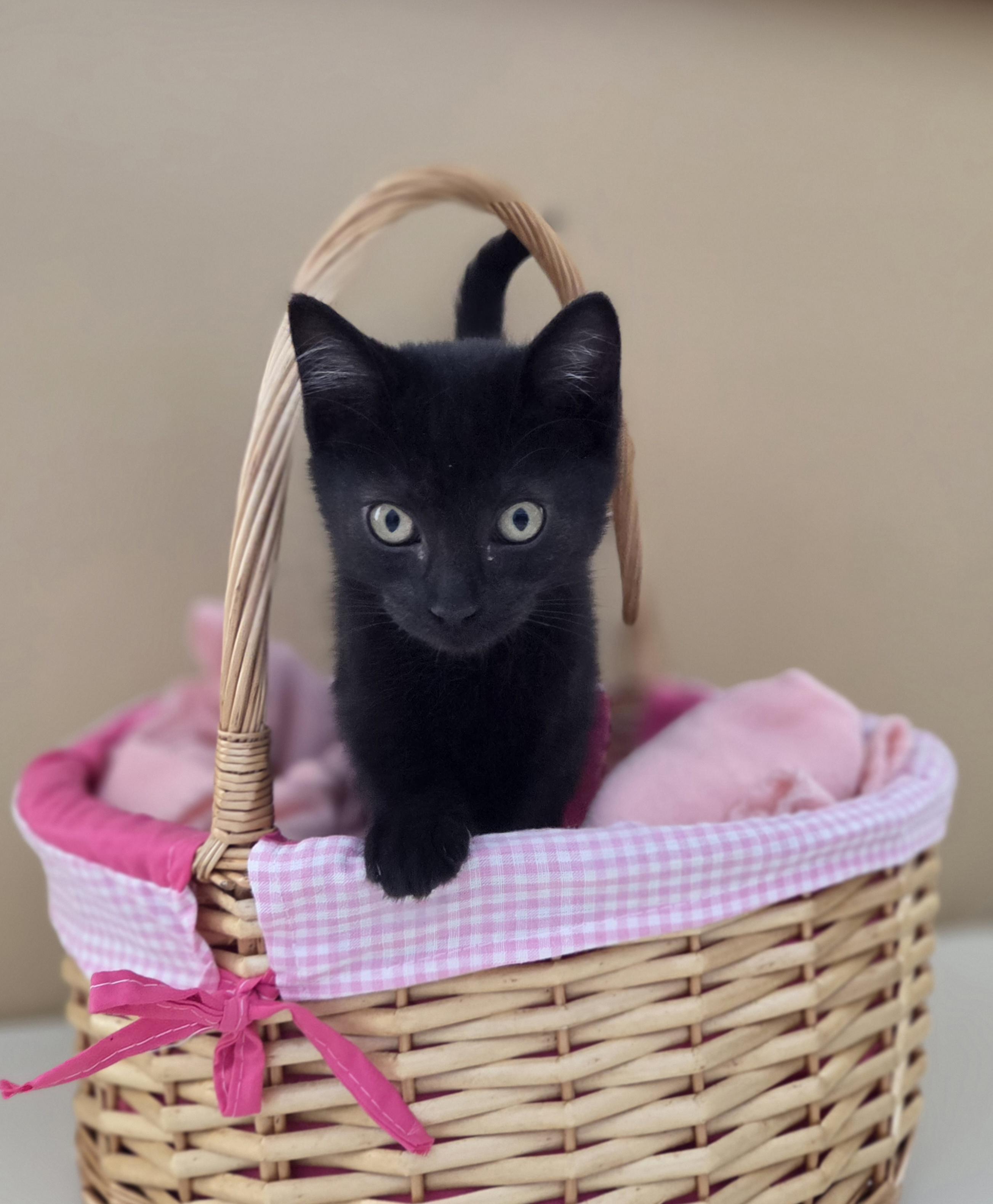 Dawdle, a Adoptable mixed breed in Park Rapids, MN image 2/3