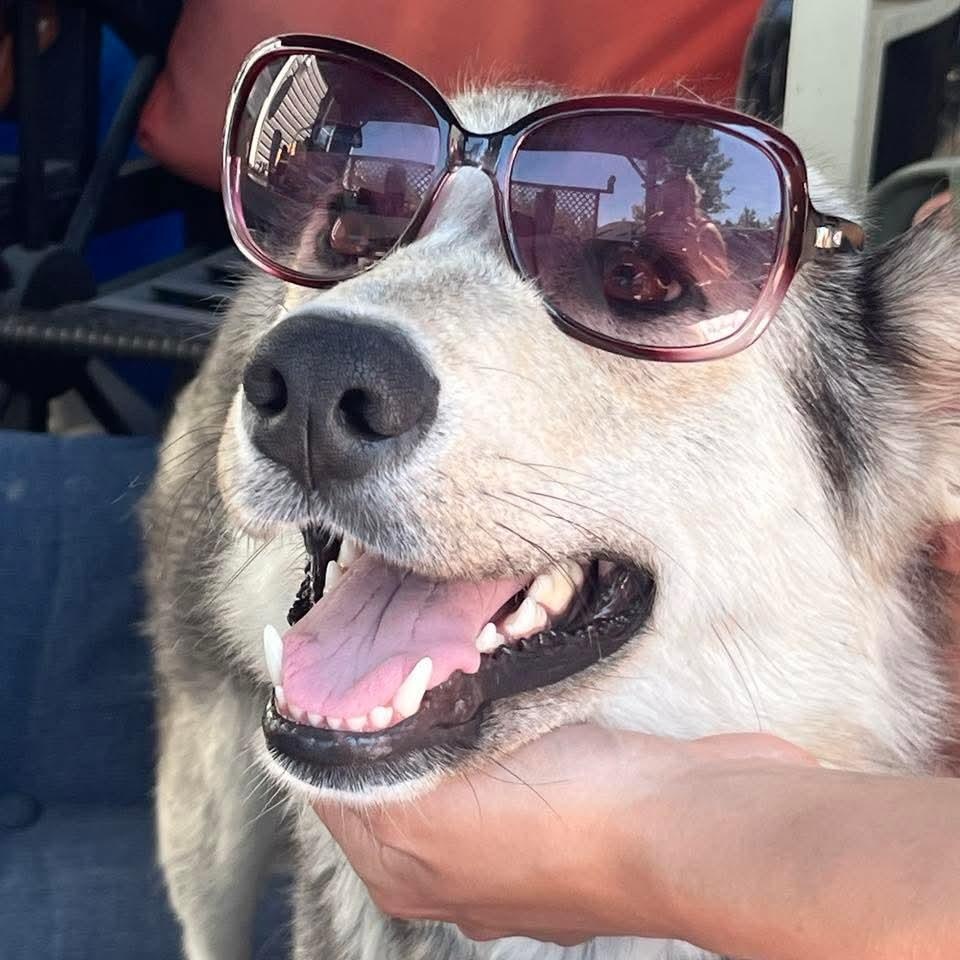 Lizzy, Adopted, Young Female Husky.