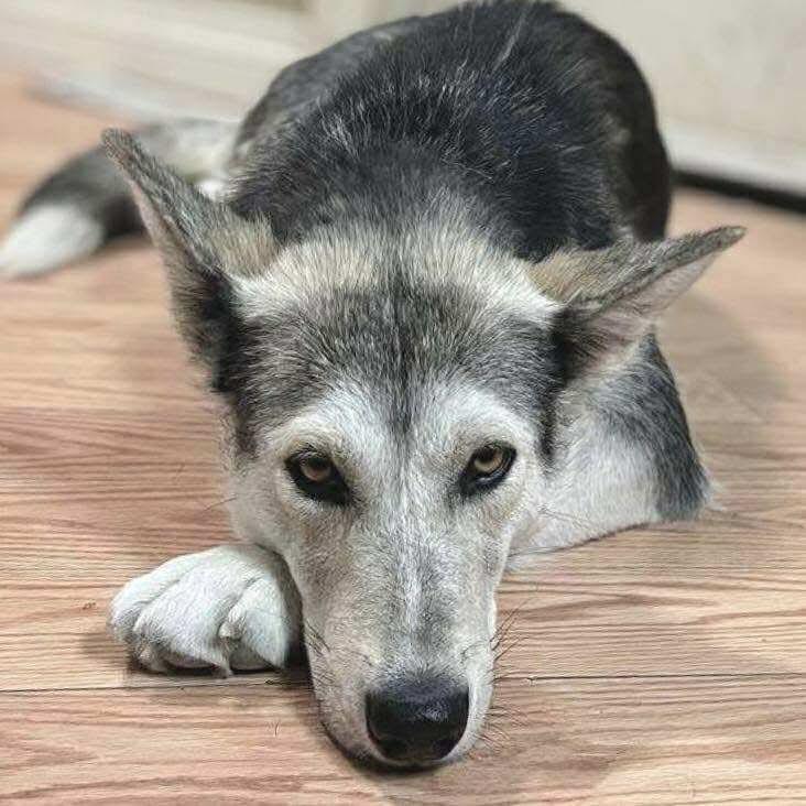 Lizzy, a Adopted mixed breed in Winnipeg, MB image 2/2