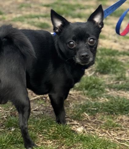 Pepper Jack — thumbnail 2