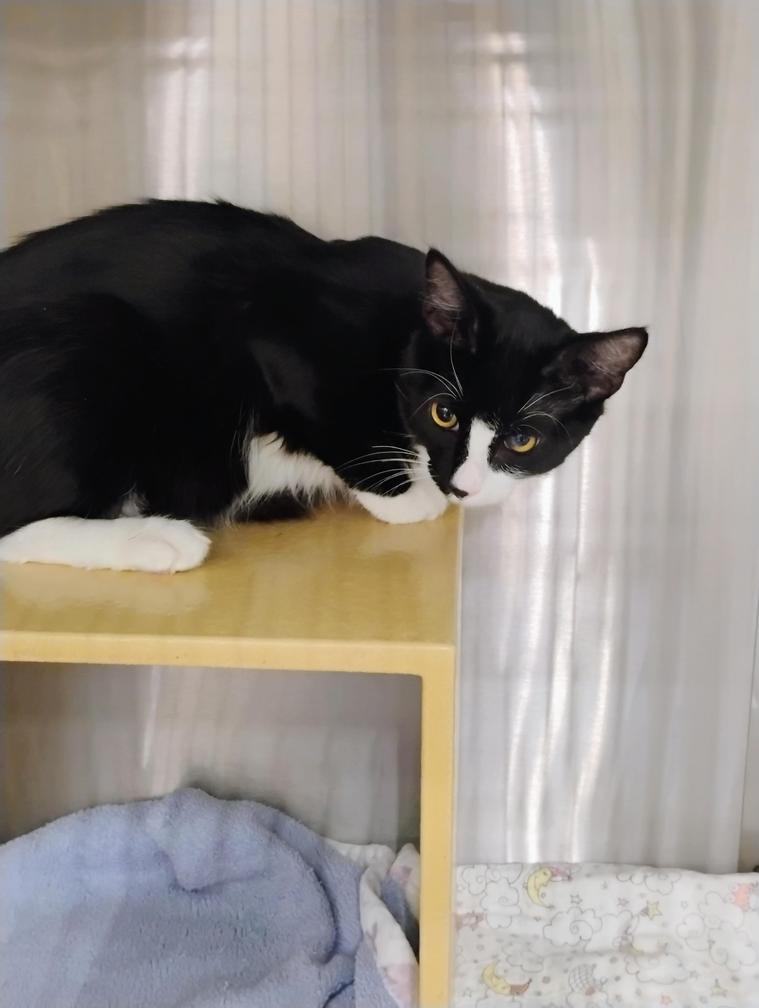 Enlarge Kyle, a Adoptable Domestic Short Hair in Tucson, AZ image 2/2