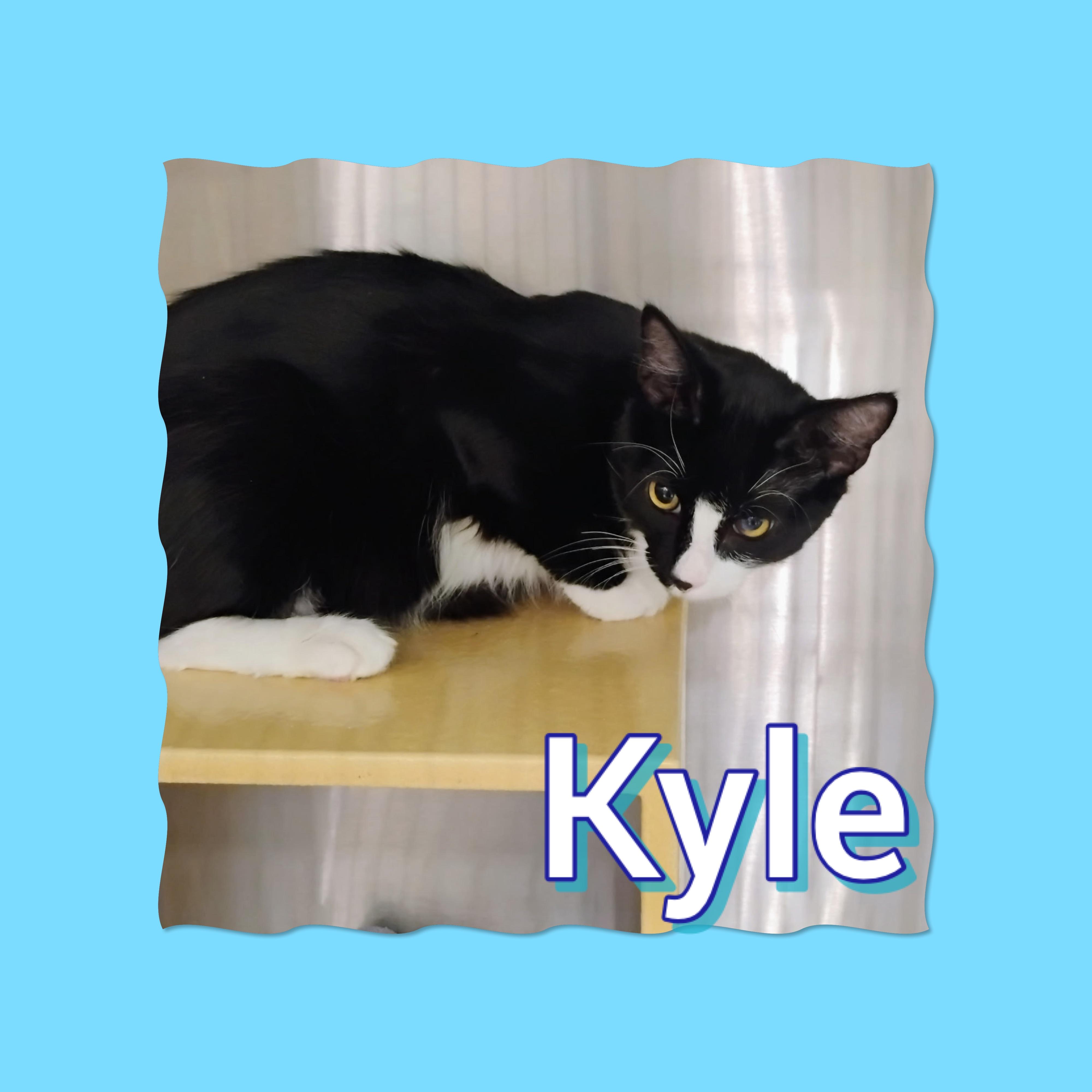 Kyle, Adoptable, Young Male Domestic Short Hair.
