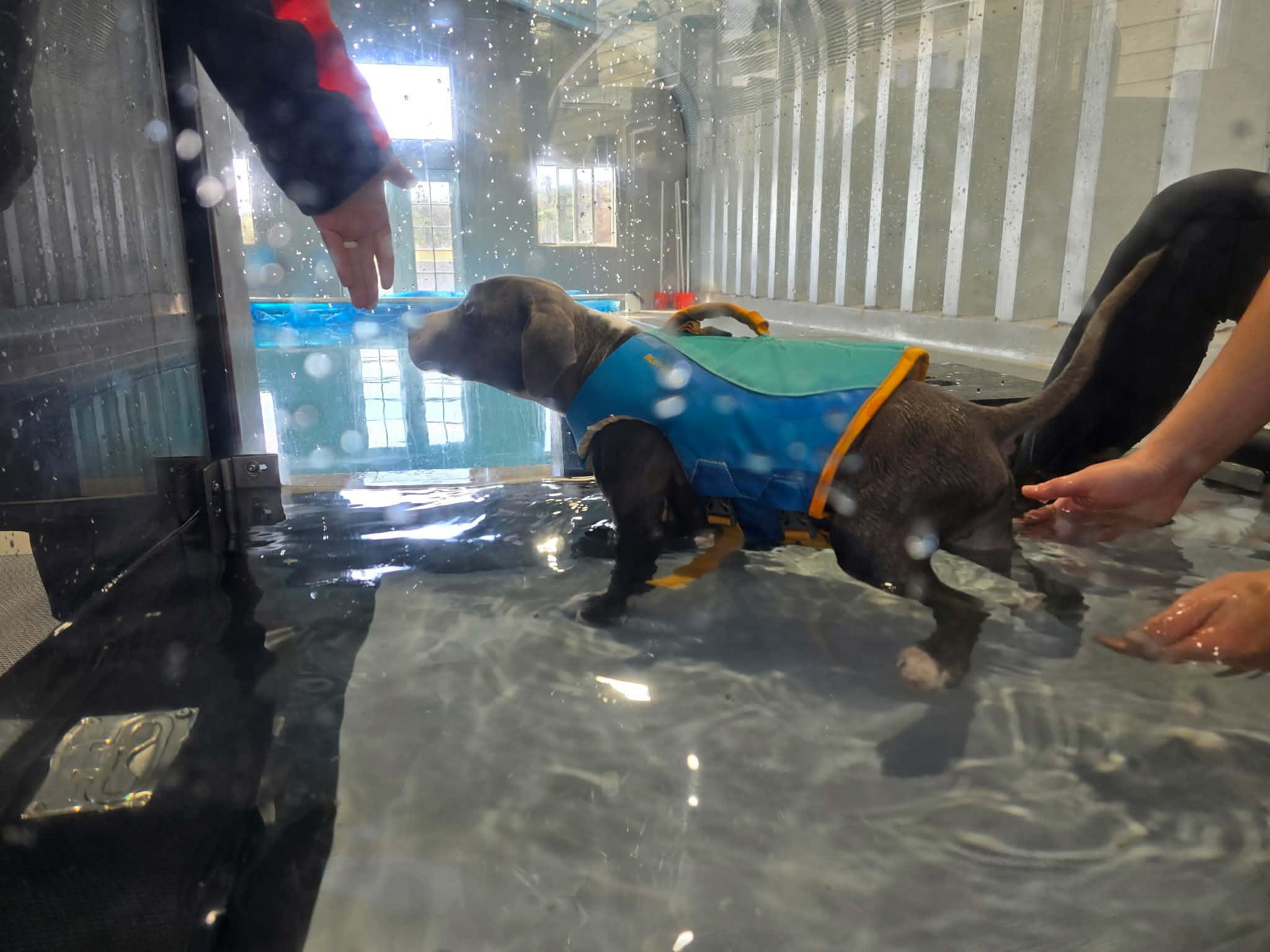 Koda, a ADOPTABLE mixed breed in Corona Del Mar, CA image 4/6