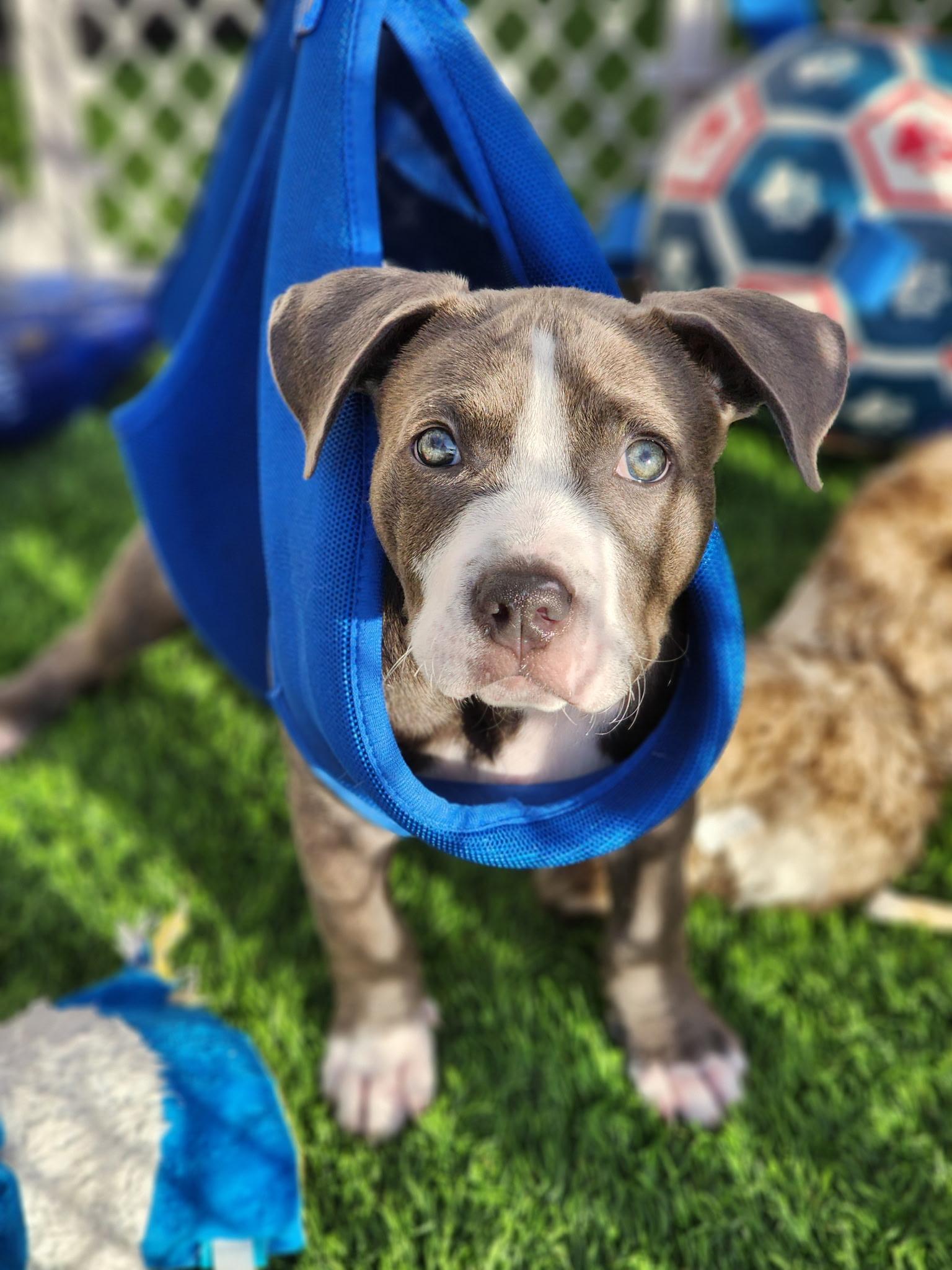 Koda, a ADOPTABLE mixed breed in Corona Del Mar, CA image 3/6