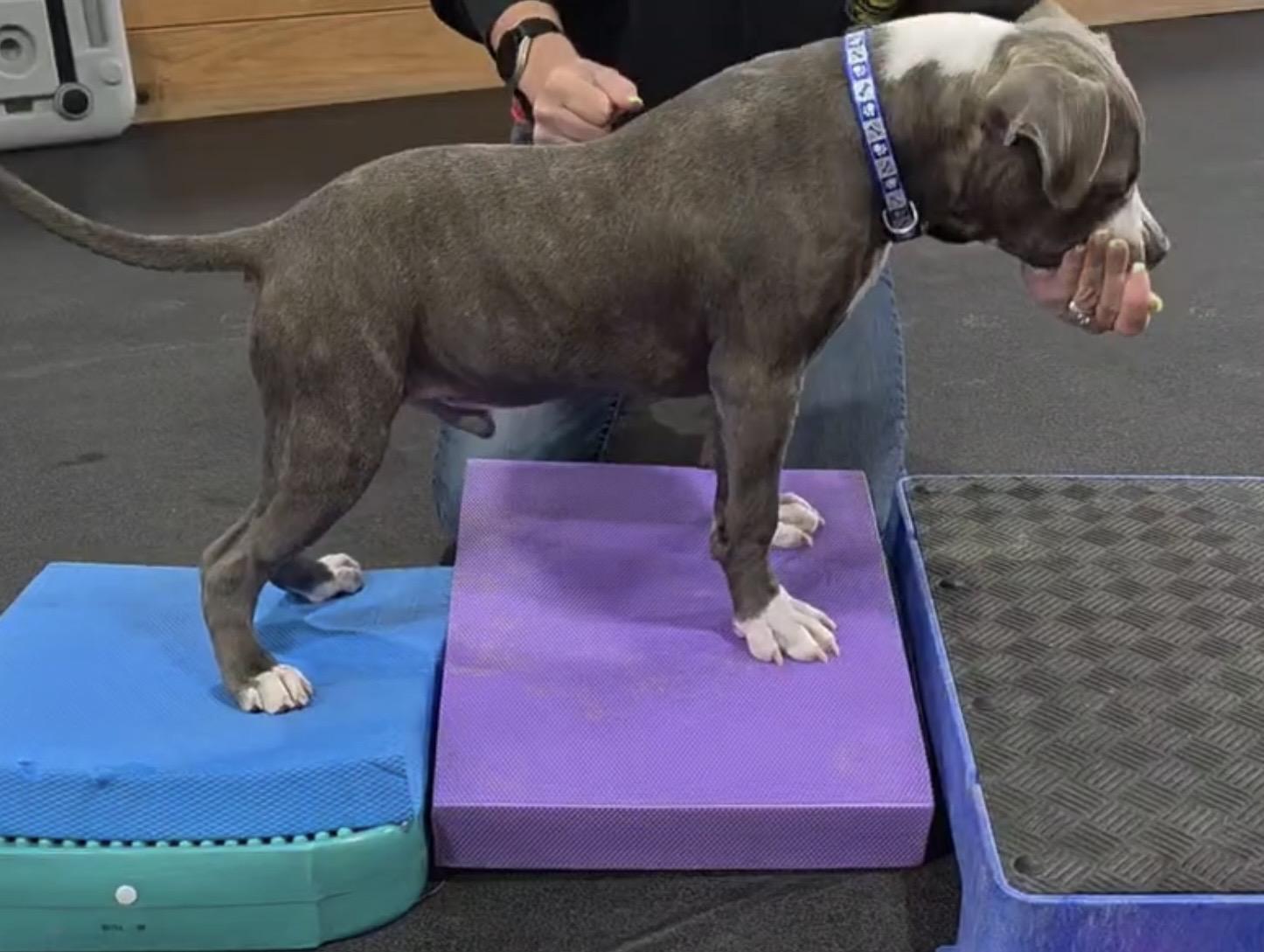 Koda, a ADOPTABLE mixed breed in Corona Del Mar, CA image 2/6