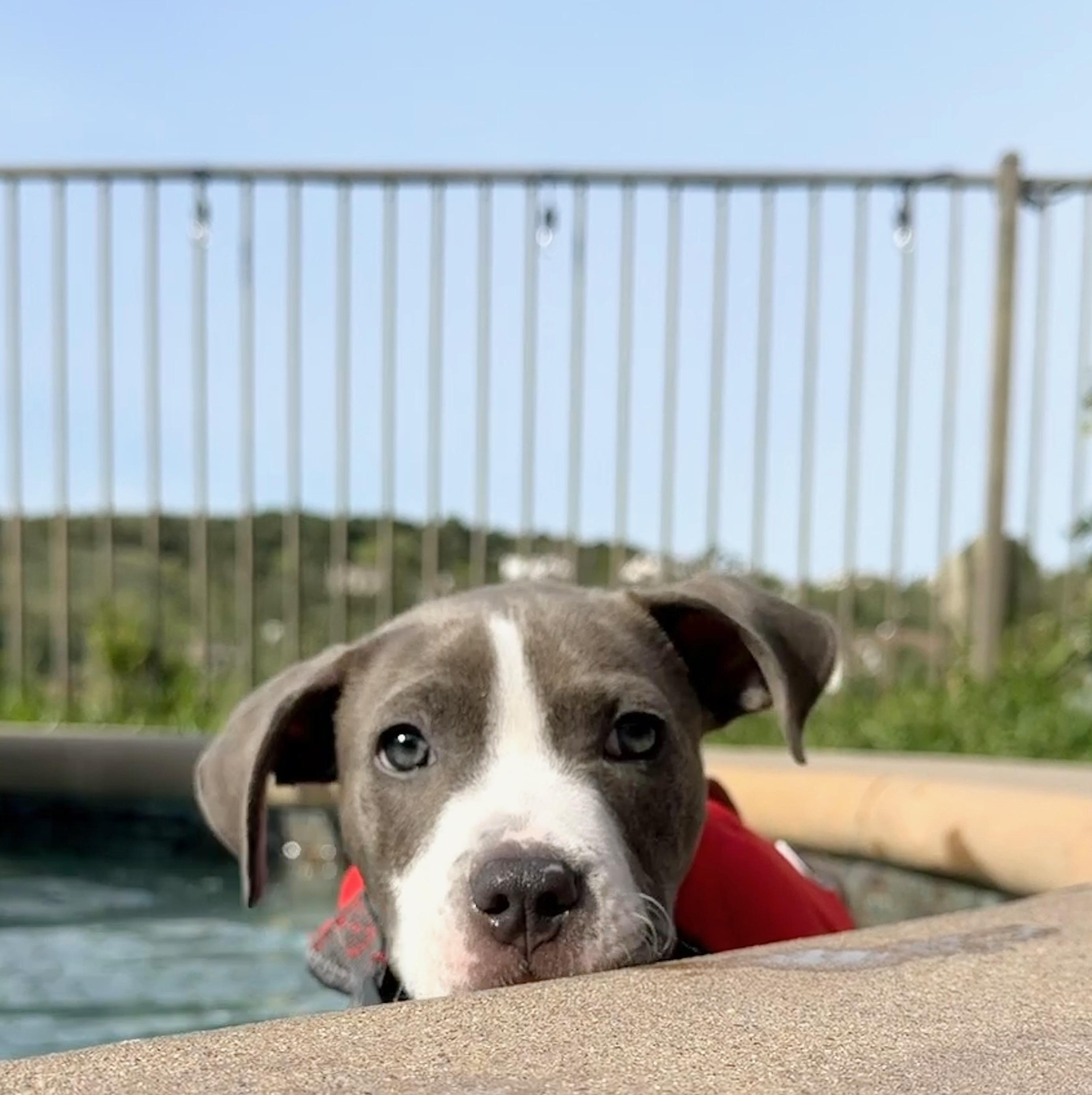 Koda, a ADOPTABLE mixed breed in Corona Del Mar, CA image 6/6