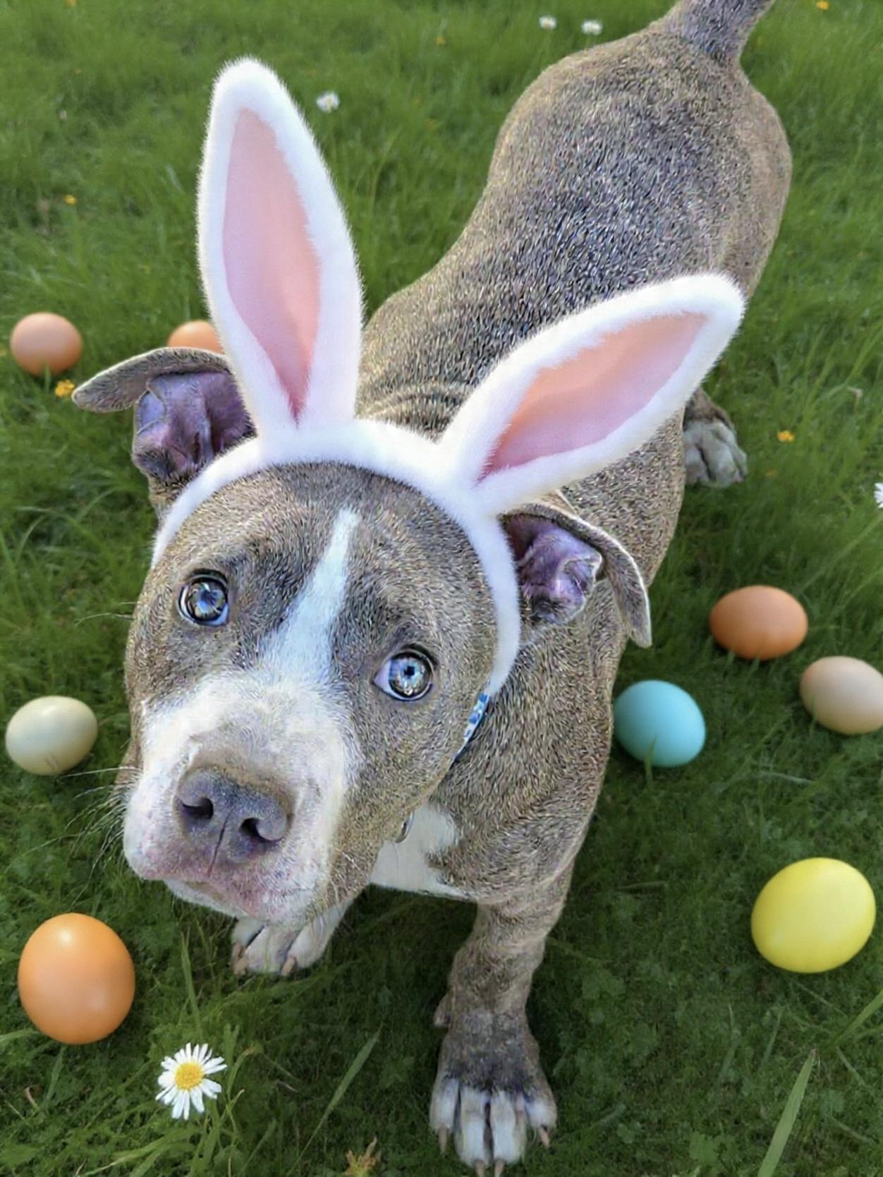 Koda, ADOPTABLE, Puppy Male Pit Bull Terrier & Boxer.