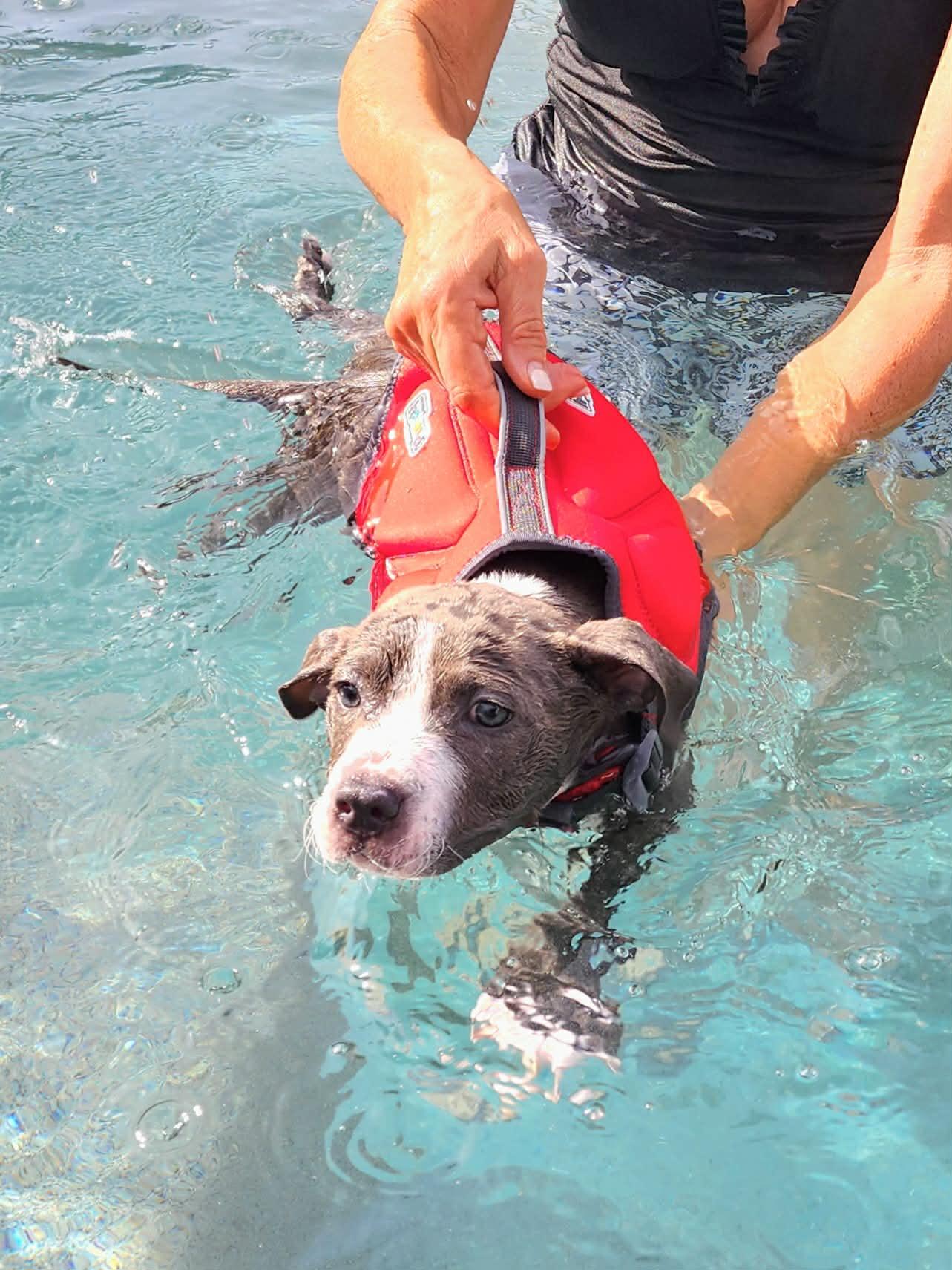 Koda, a ADOPTABLE mixed breed in Corona Del Mar, CA image 5/6