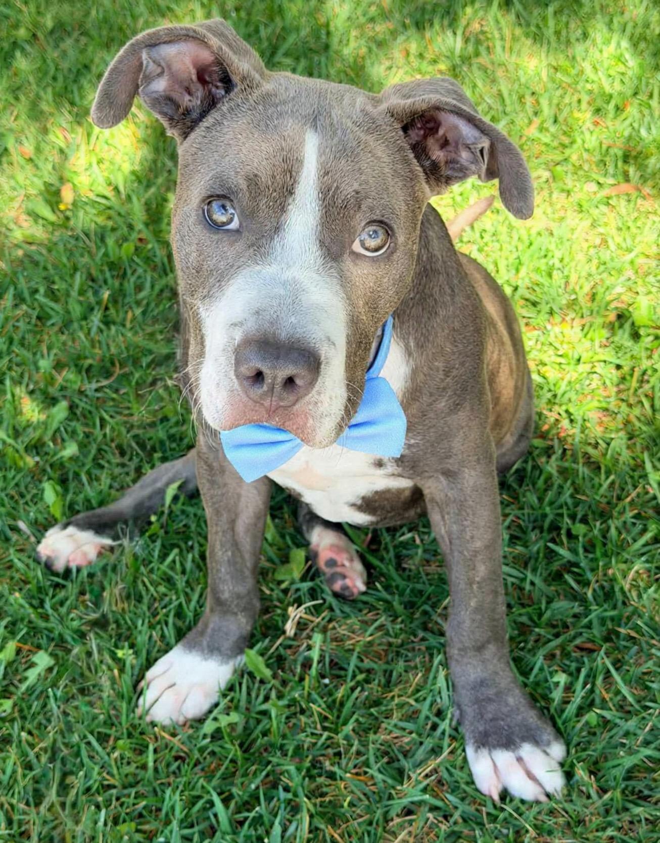 Koda, ADOPTABLE, Puppy Male Pit Bull Terrier & Boxer.