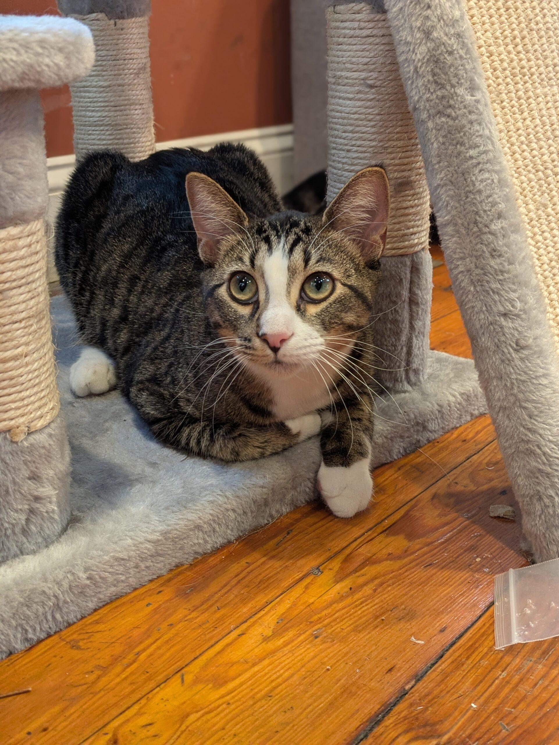 Butch, adoptable, Young Male Domestic Long Hair.