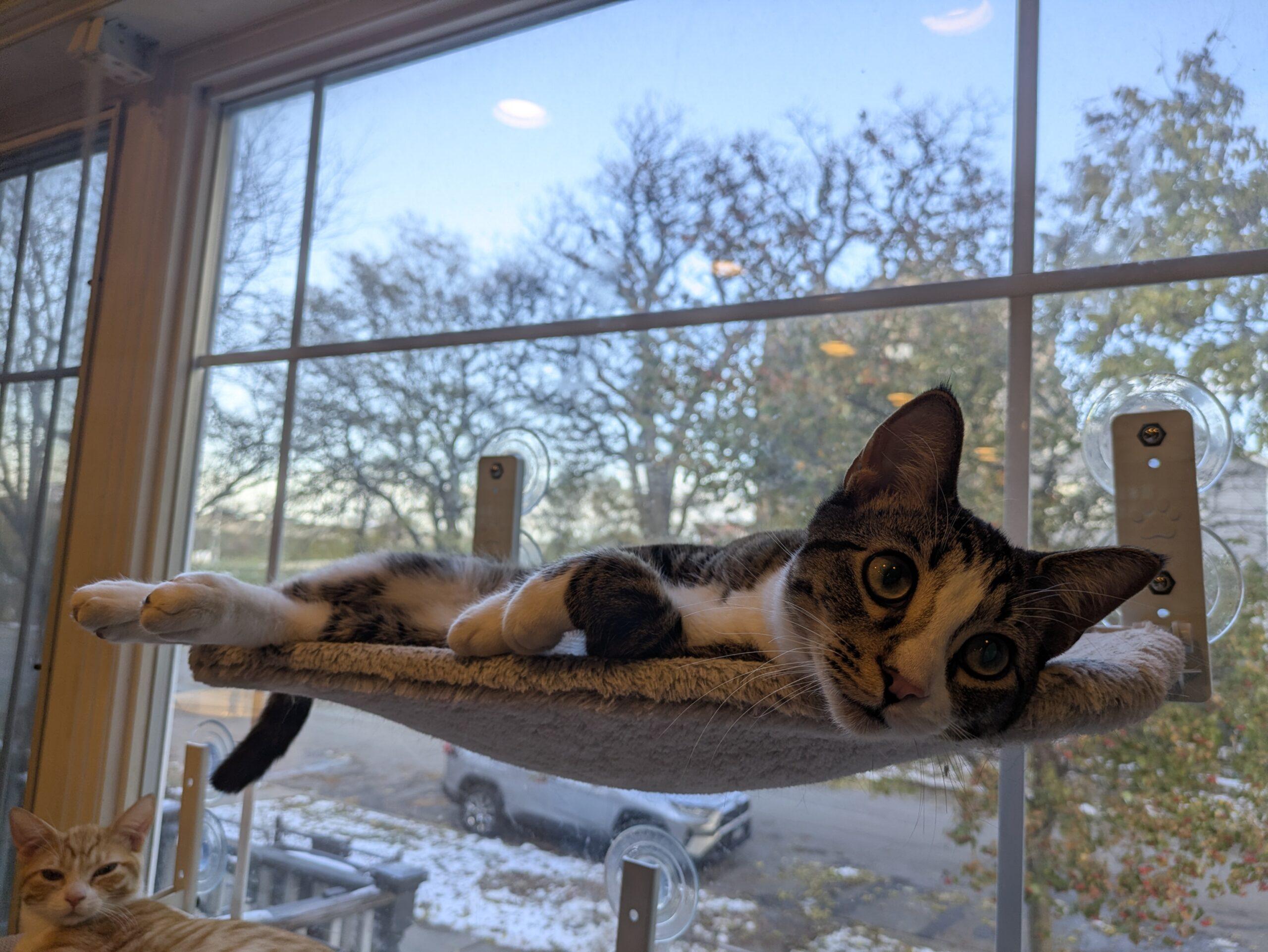 Butch, adoptable, Young Male Domestic Long Hair.